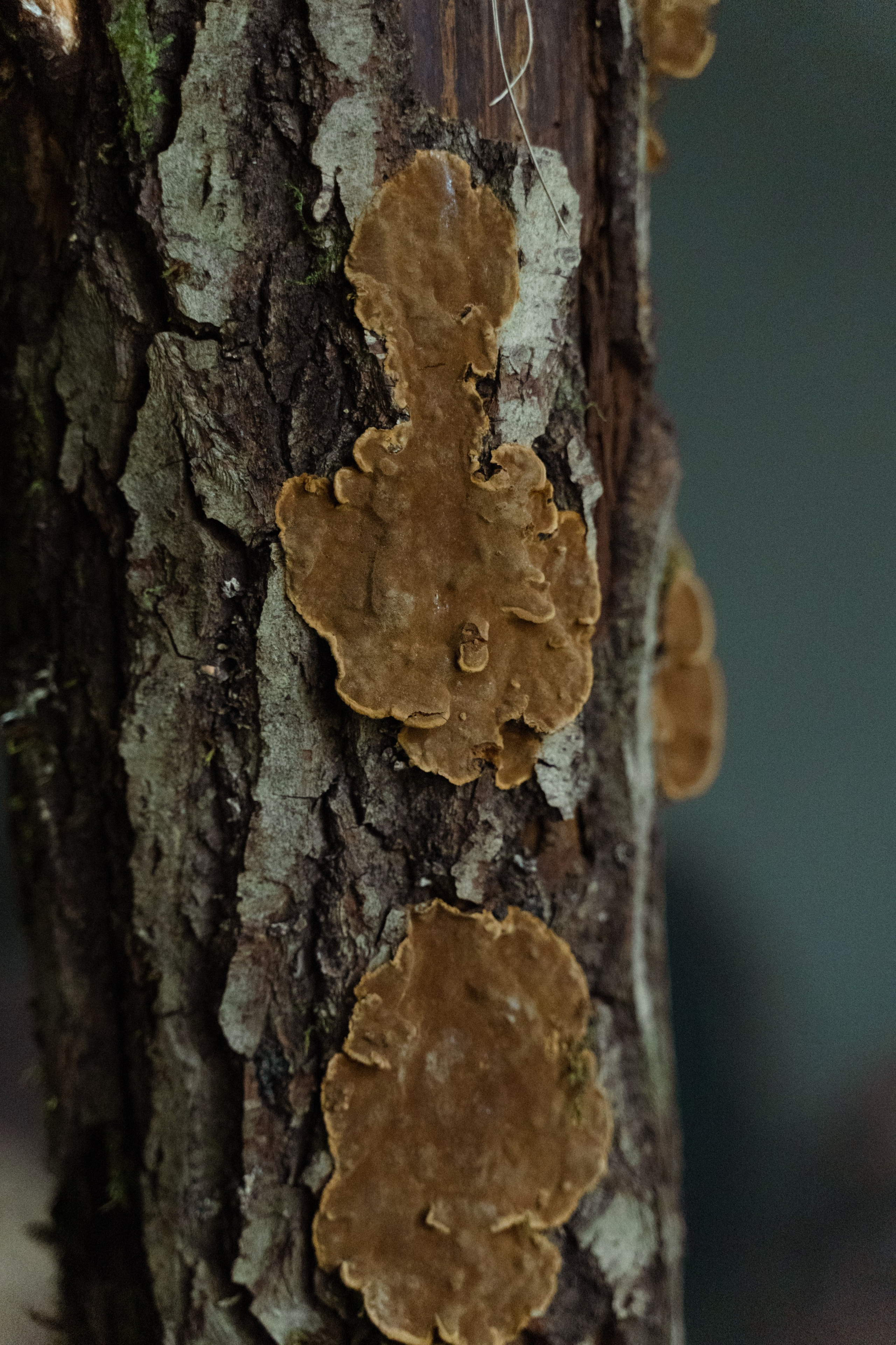 Природная ведьма. Фотограф в Москве и Нижнем Новгороде Никонова Анастасия