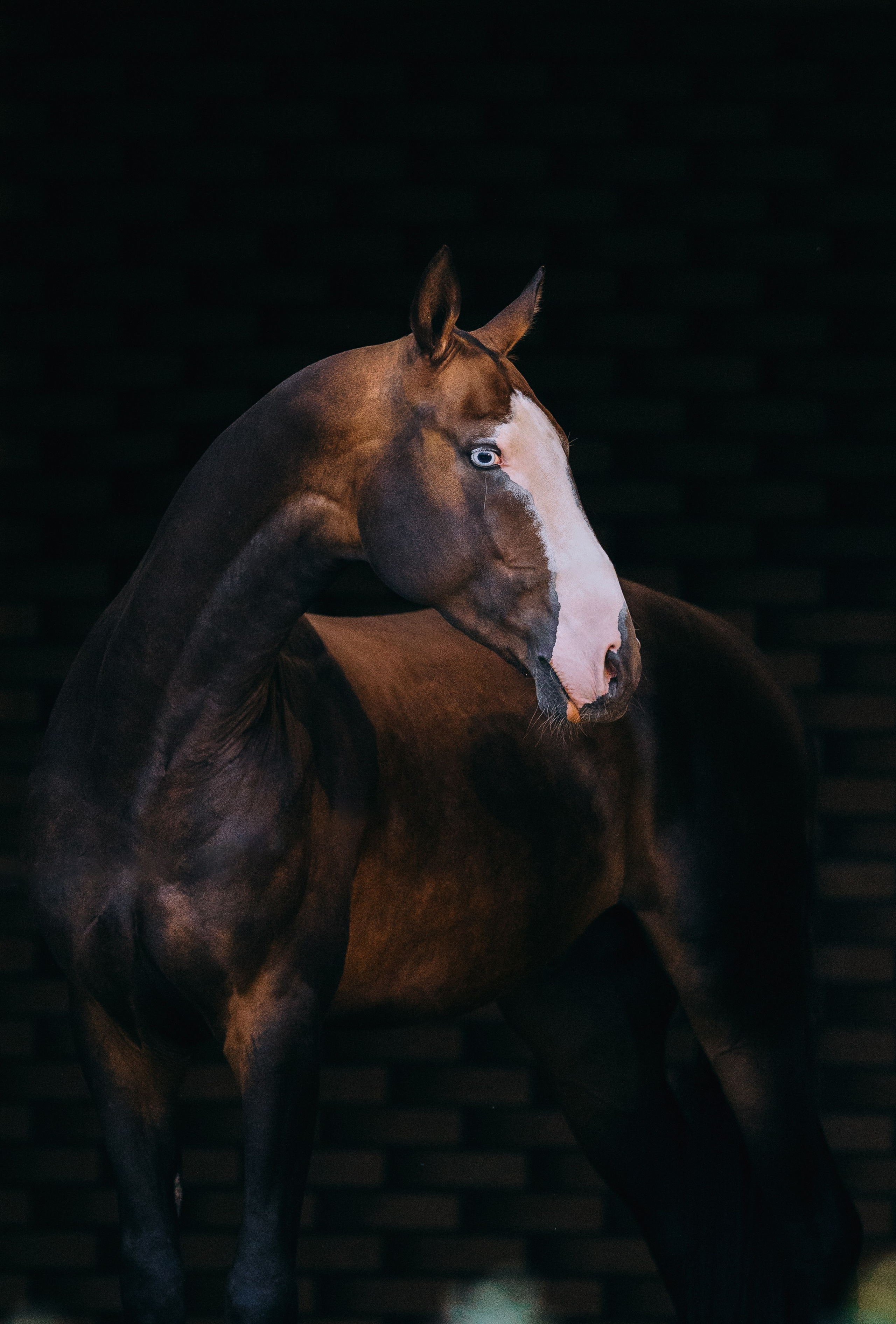 На черном фоне. Фотограф-анималист Ксендзова Кристина