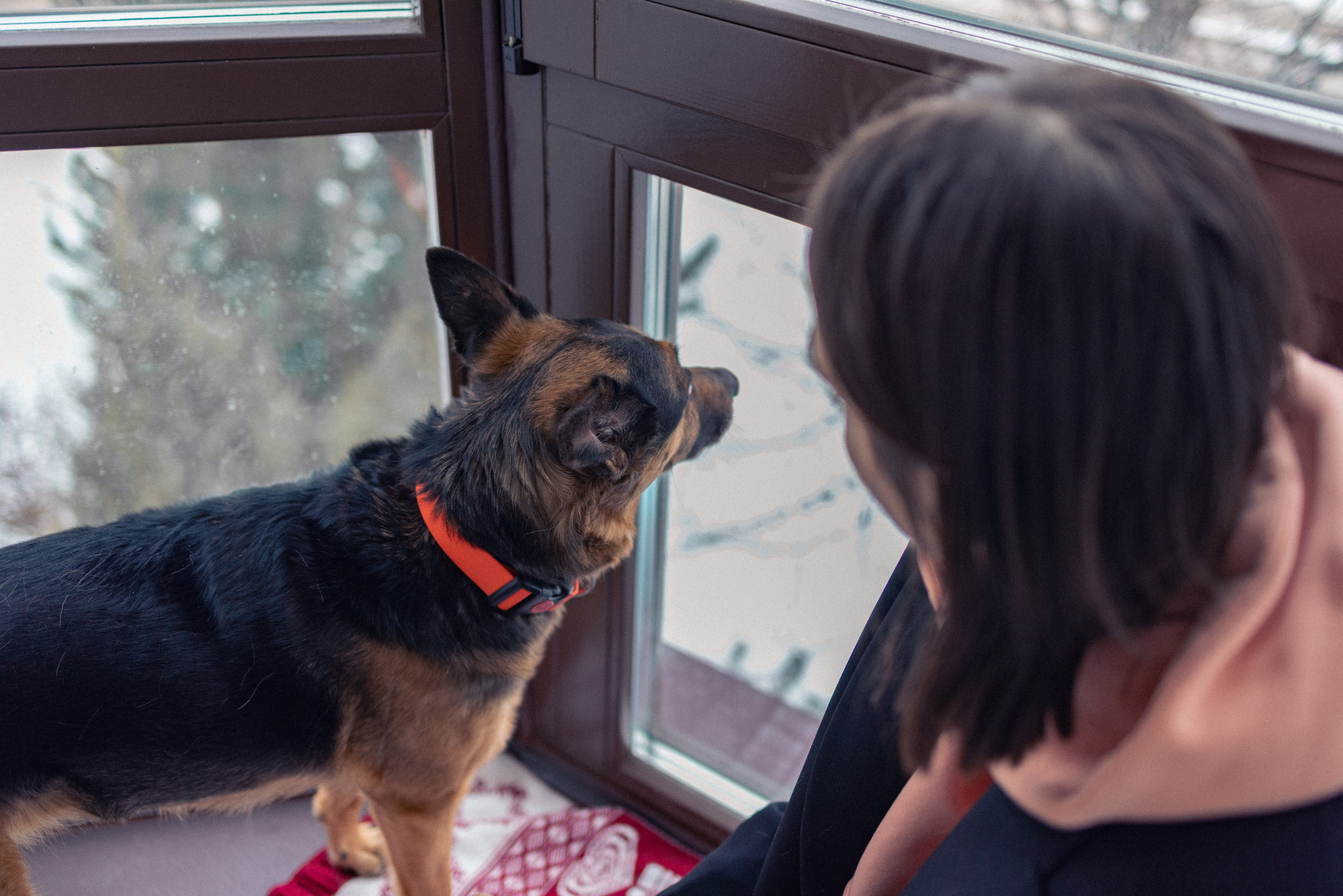Ника, Матиша и Герда. Фотограф-анималист в Москве Лера Черноног