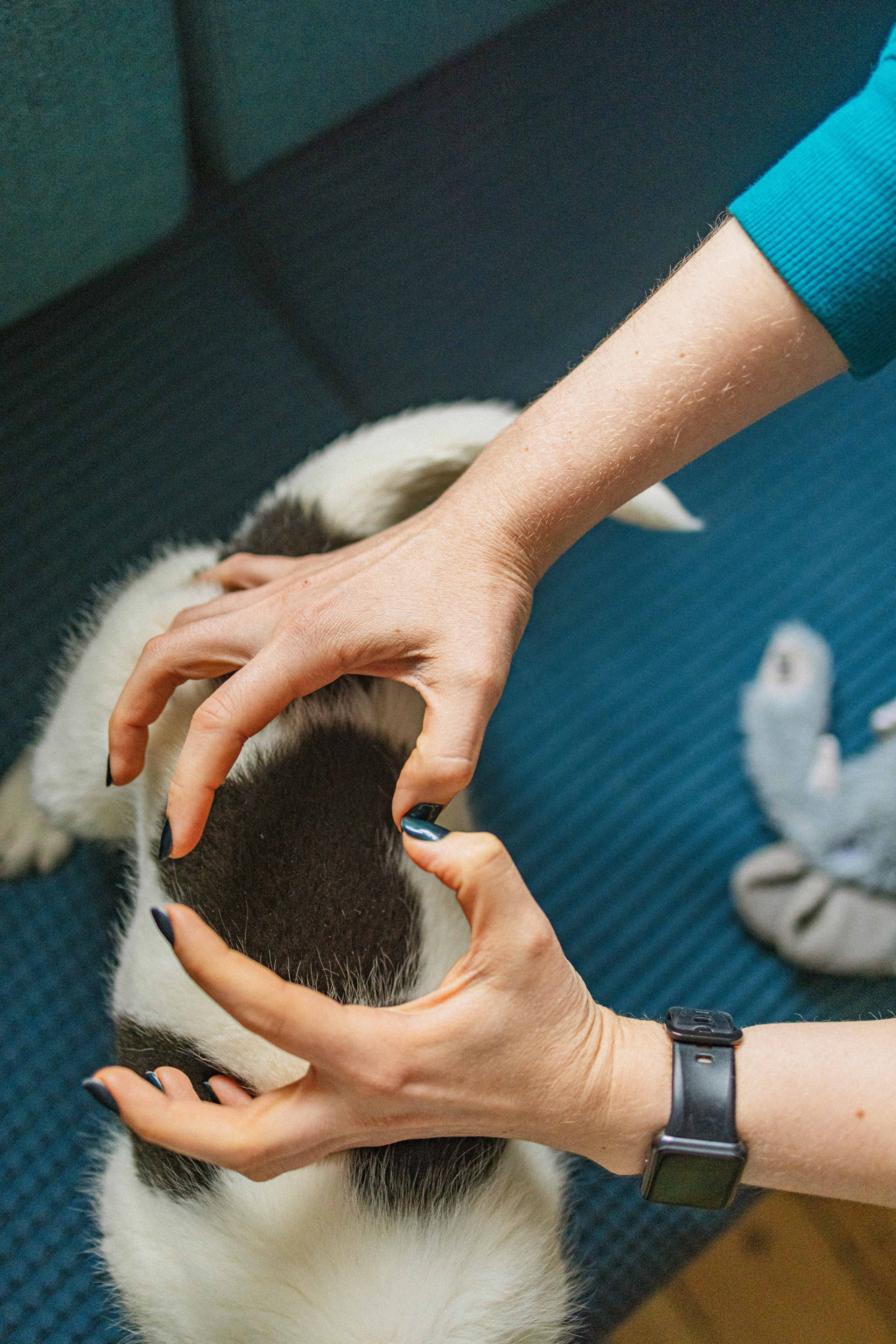 Щеночки. Фотограф-анималист в Москве Лера Черноног