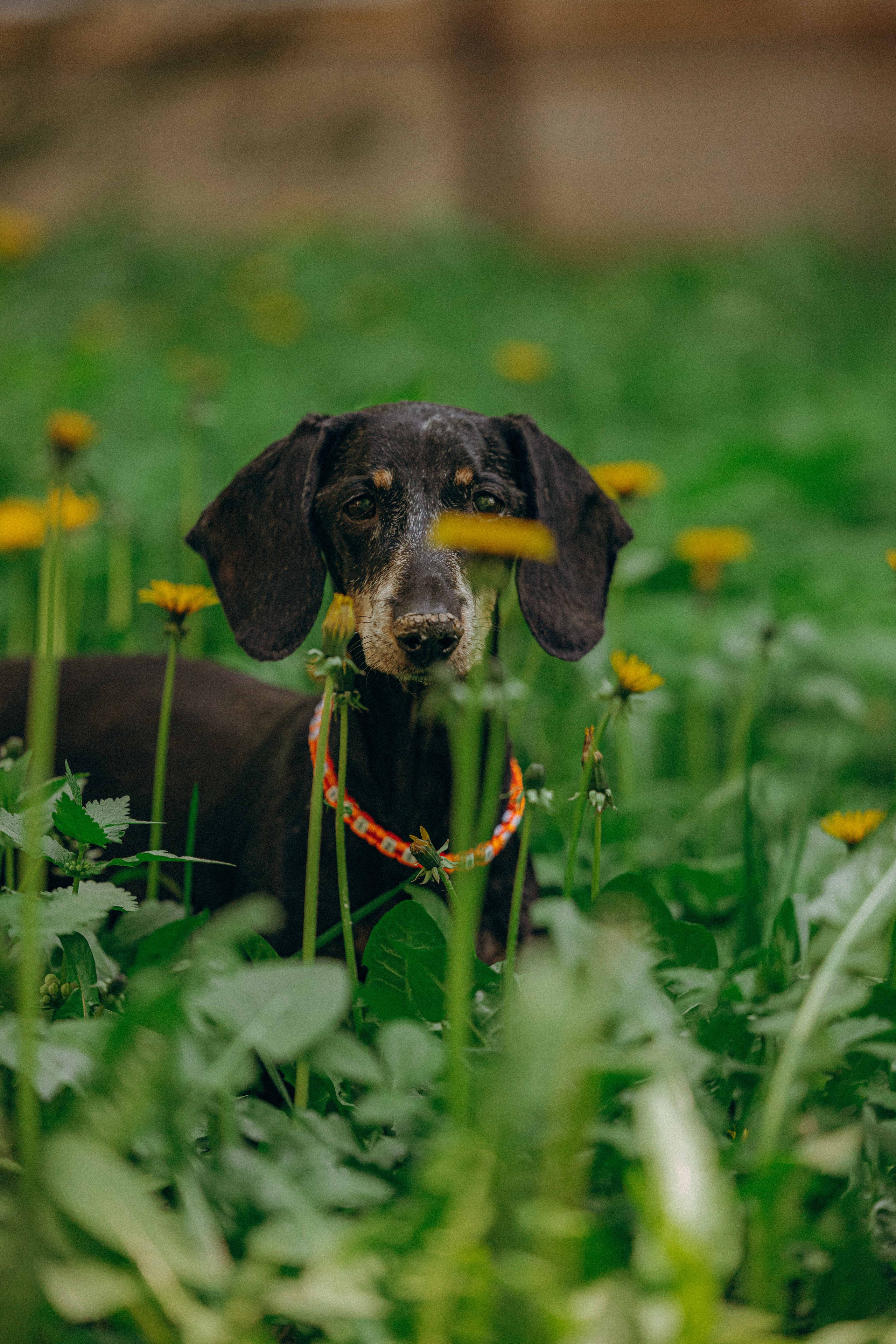 Наталья, Марфа и Норд. Фотограф-анималист в Москве Лера Черноног