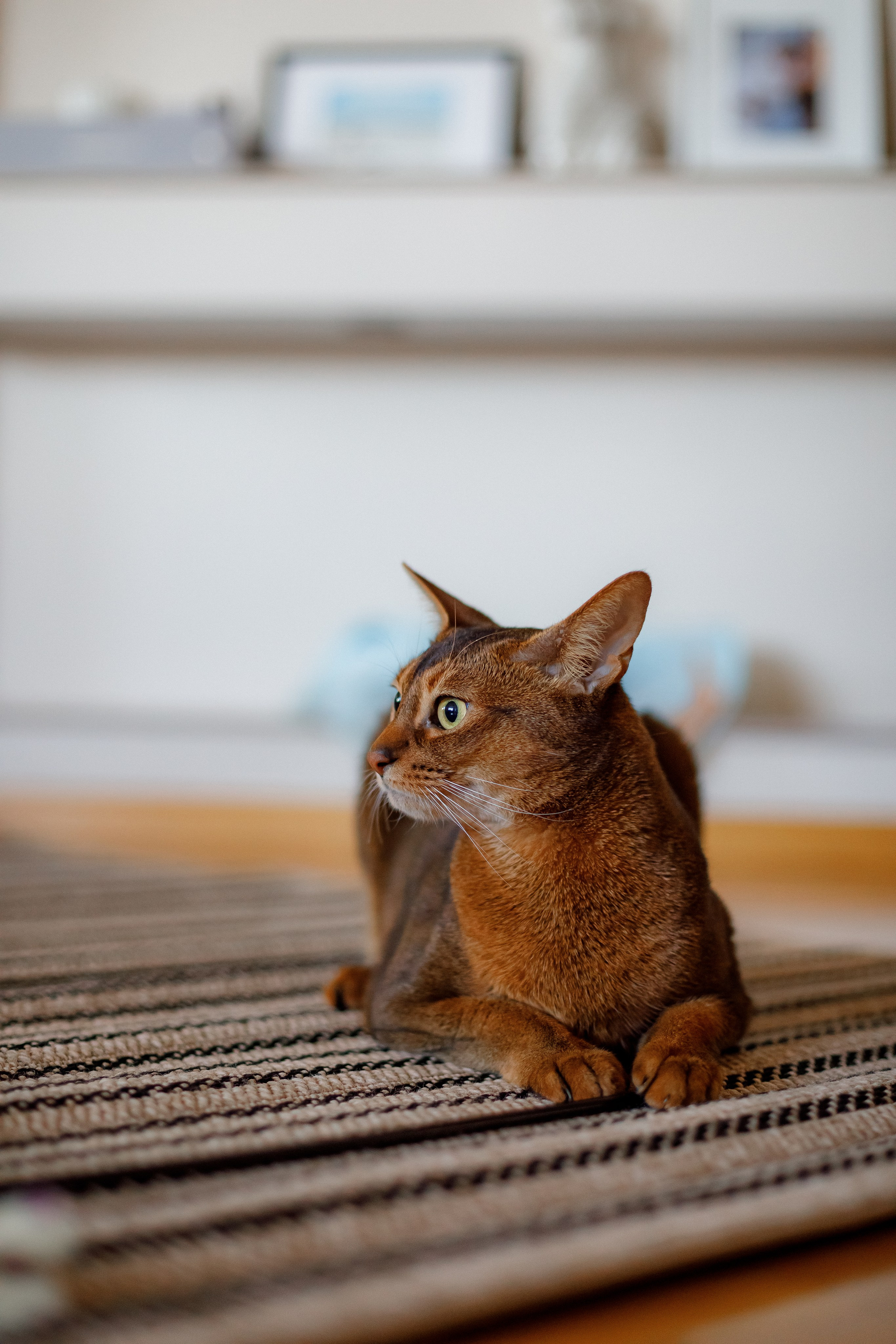 Юля и ребята. Фотограф в Москве Базанова Дарья