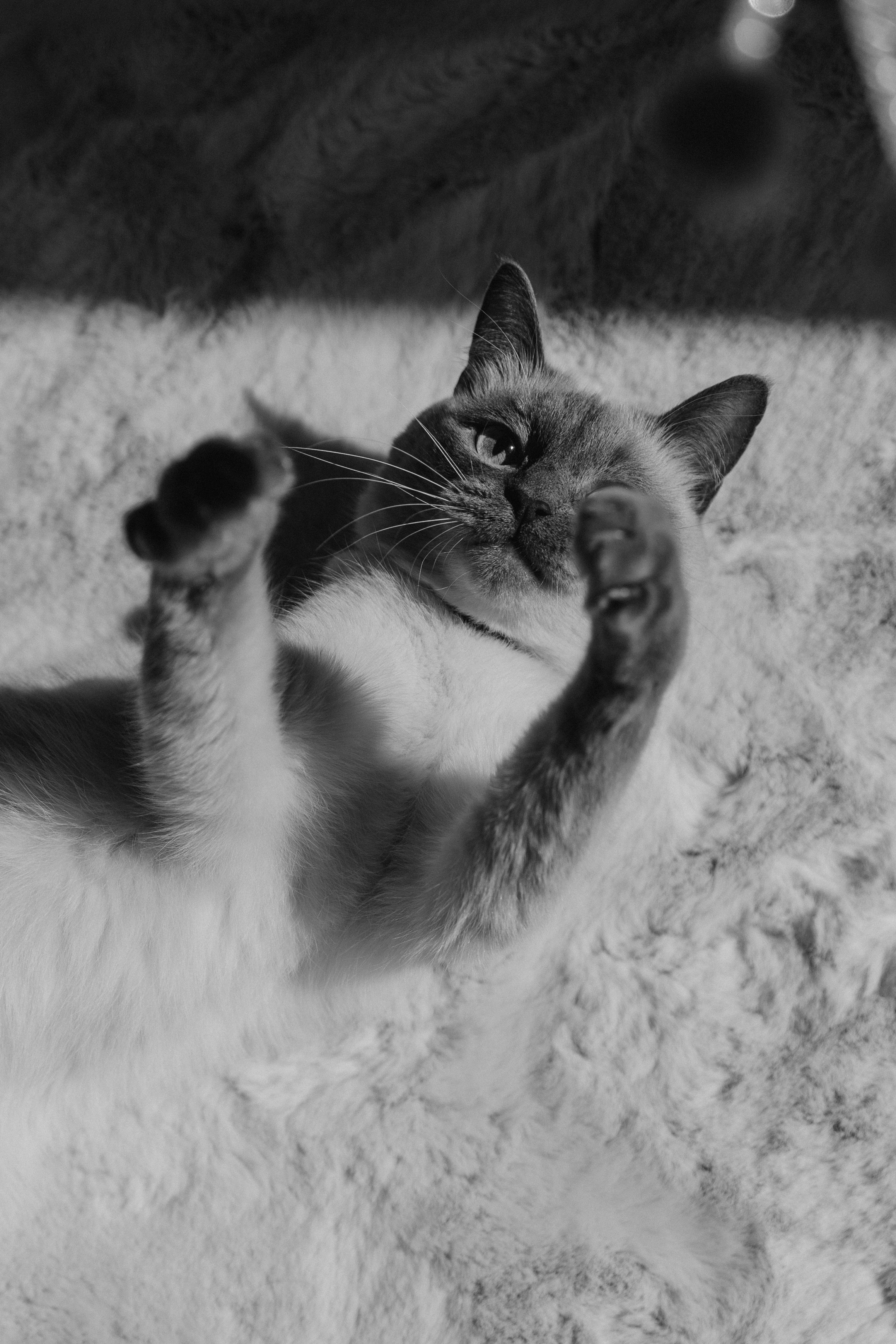 Бэлла, Деми и Луна. Фотораф — анималист Мария Шистка