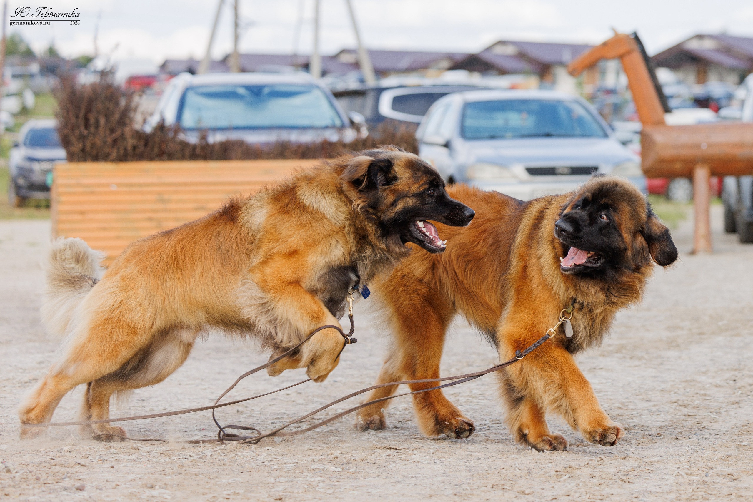 РОССИЯ 8-9.06.2024. Фотограф-анималист Юлия Германика