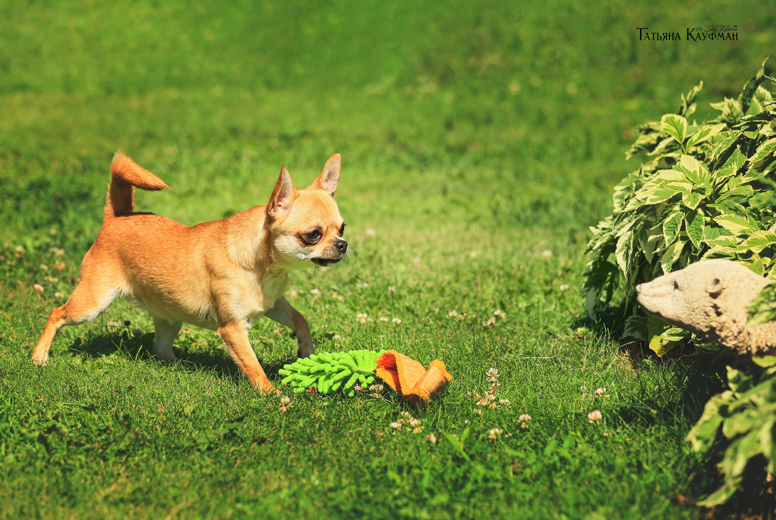 Чухуа хуа, собака в цветах, красивая собака, фотограф анималист, фотокурс Анималистика, научиться фотографировать собак, фотограф Новосибирск
