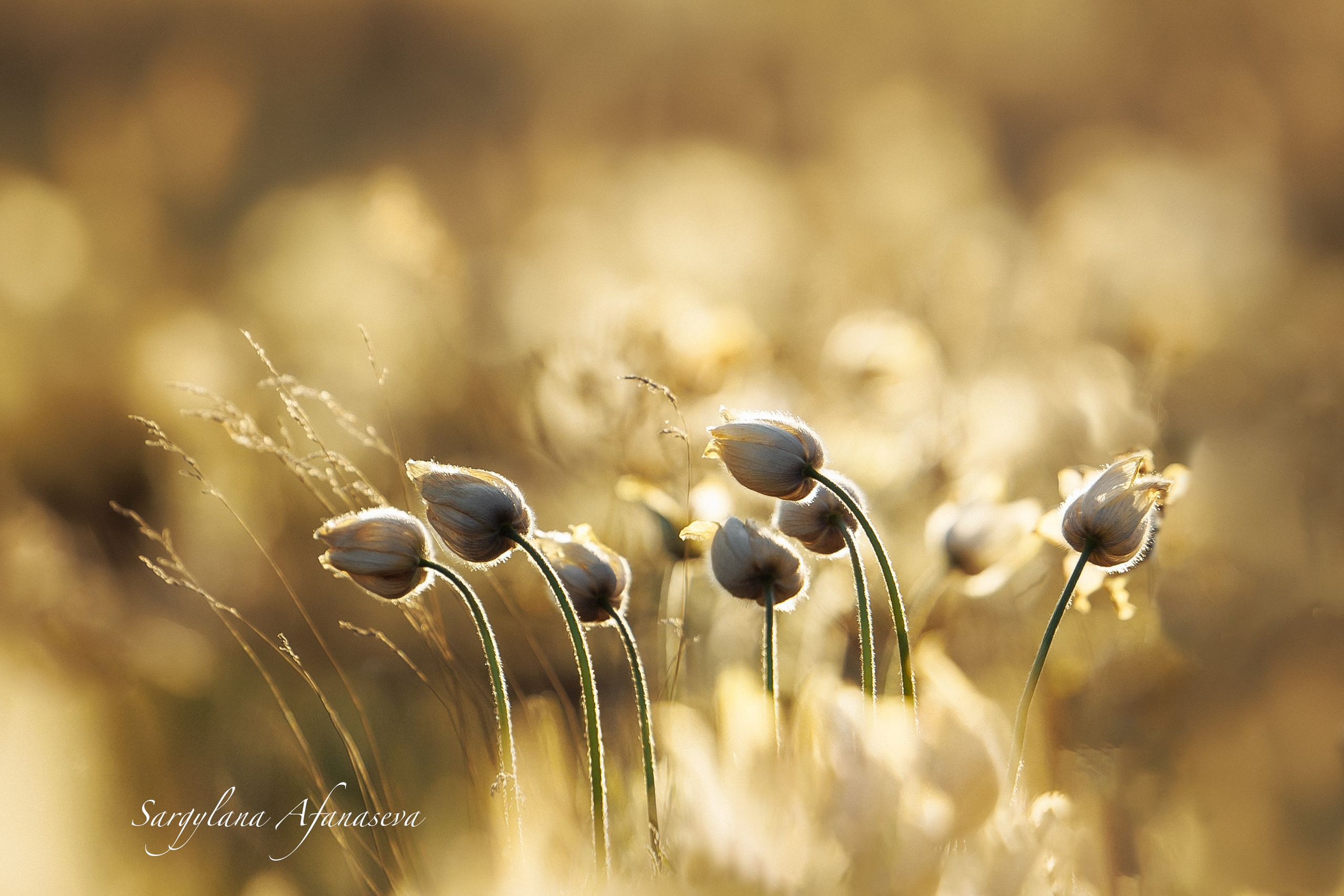 ПЕЙЗАЖ И ЛЮДИ. Саргылана Афанасьева