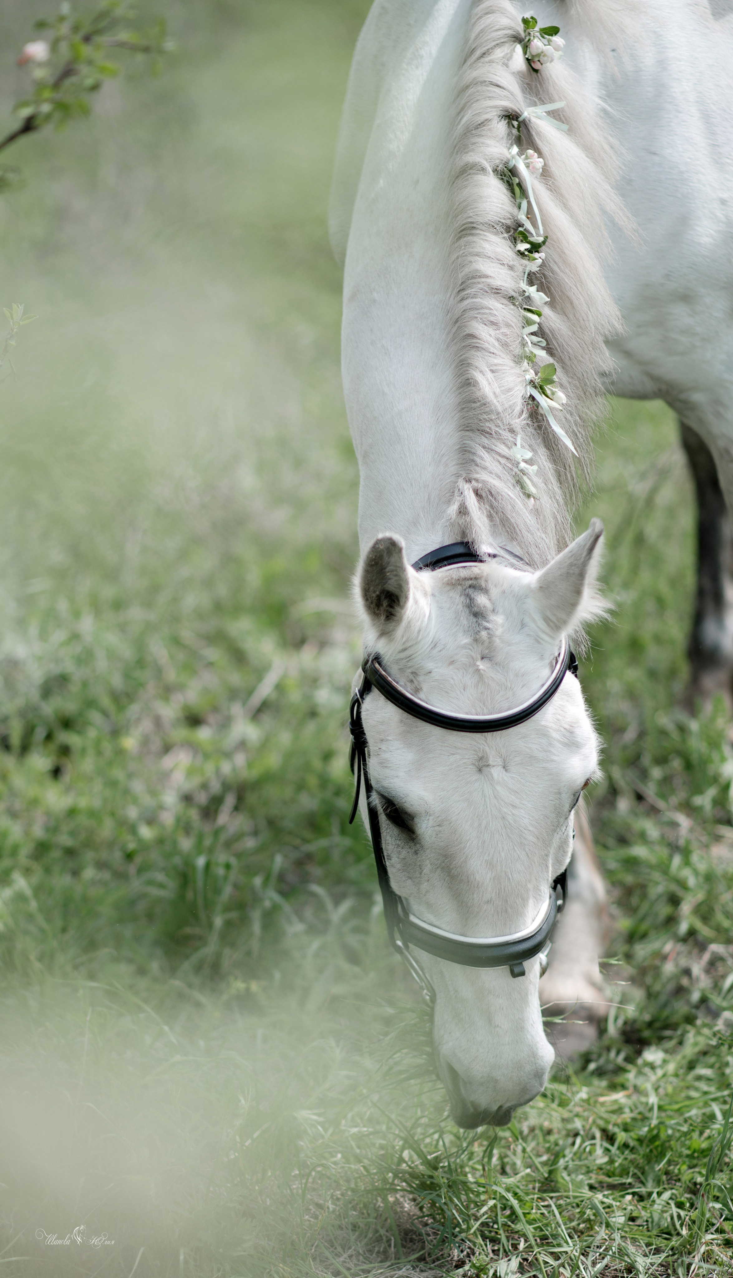Мирослава и Гипноз. Конный фотограф в Саратове Юлия Иванова