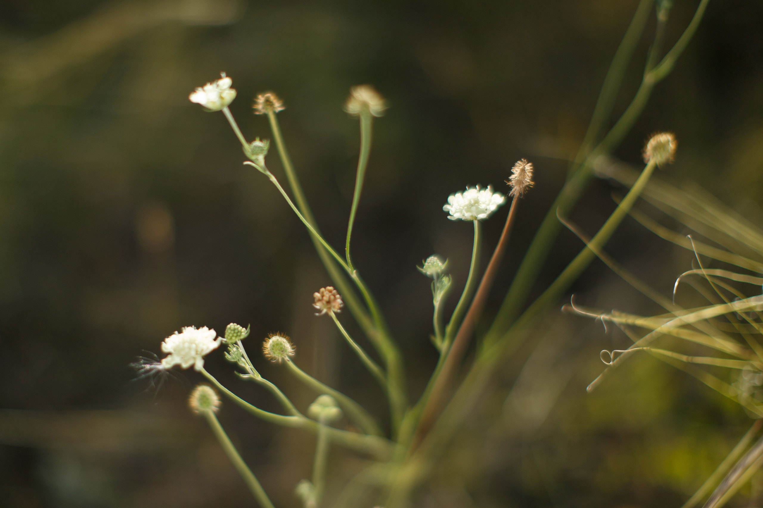 Семейные фотосессии на природе. Свадебный, семейный и школьный фотограф в Сызрани Максим Баталов