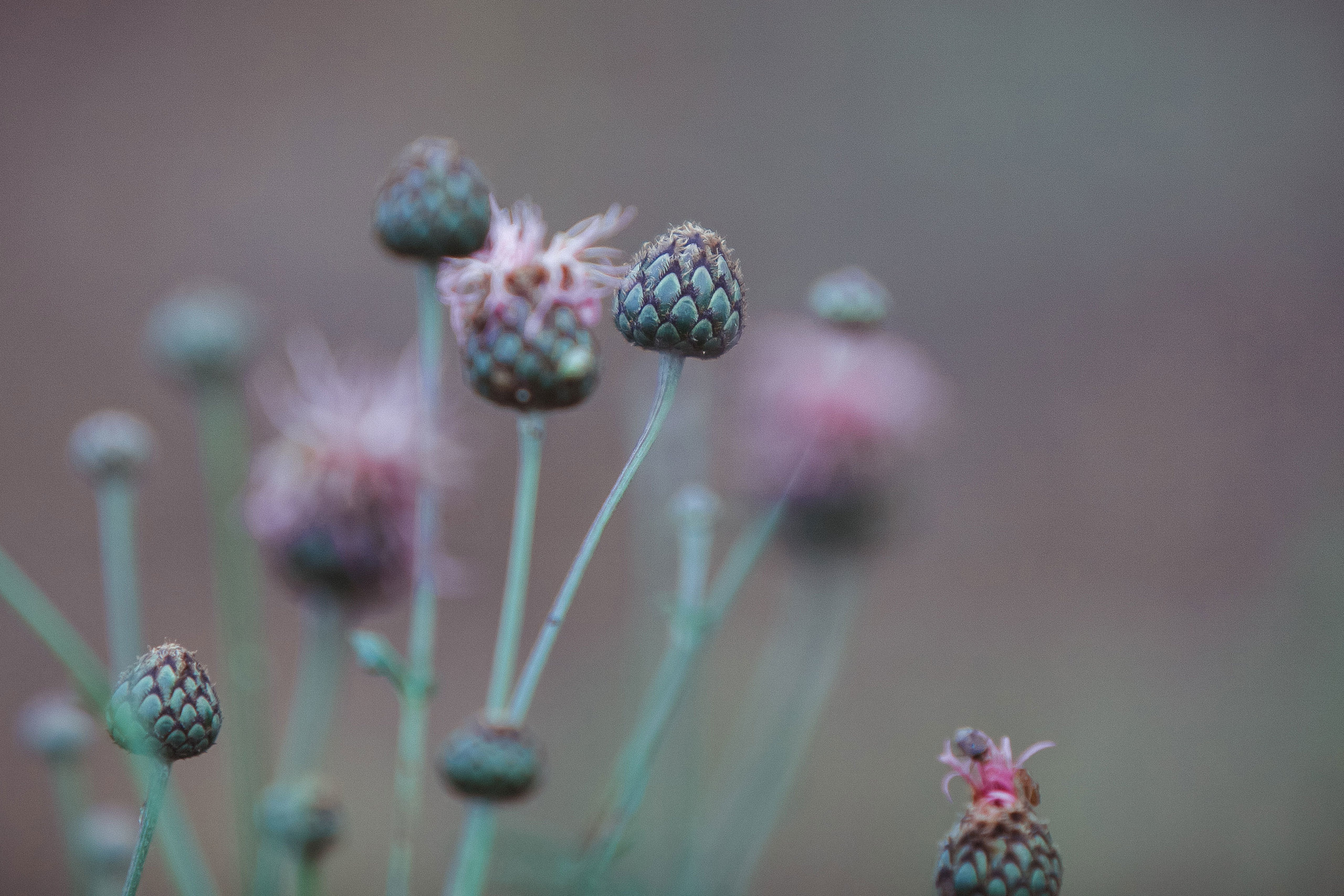 Фотопрогулка. Свадебный, семейный и школьный фотограф в Сызрани Максим Баталов