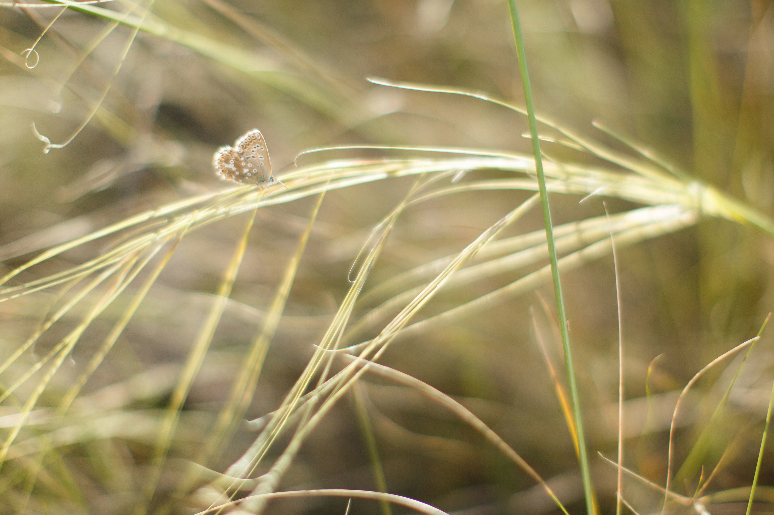 Семейные фотосессии на природе. Свадебный, семейный и школьный фотограф в Сызрани Максим Баталов