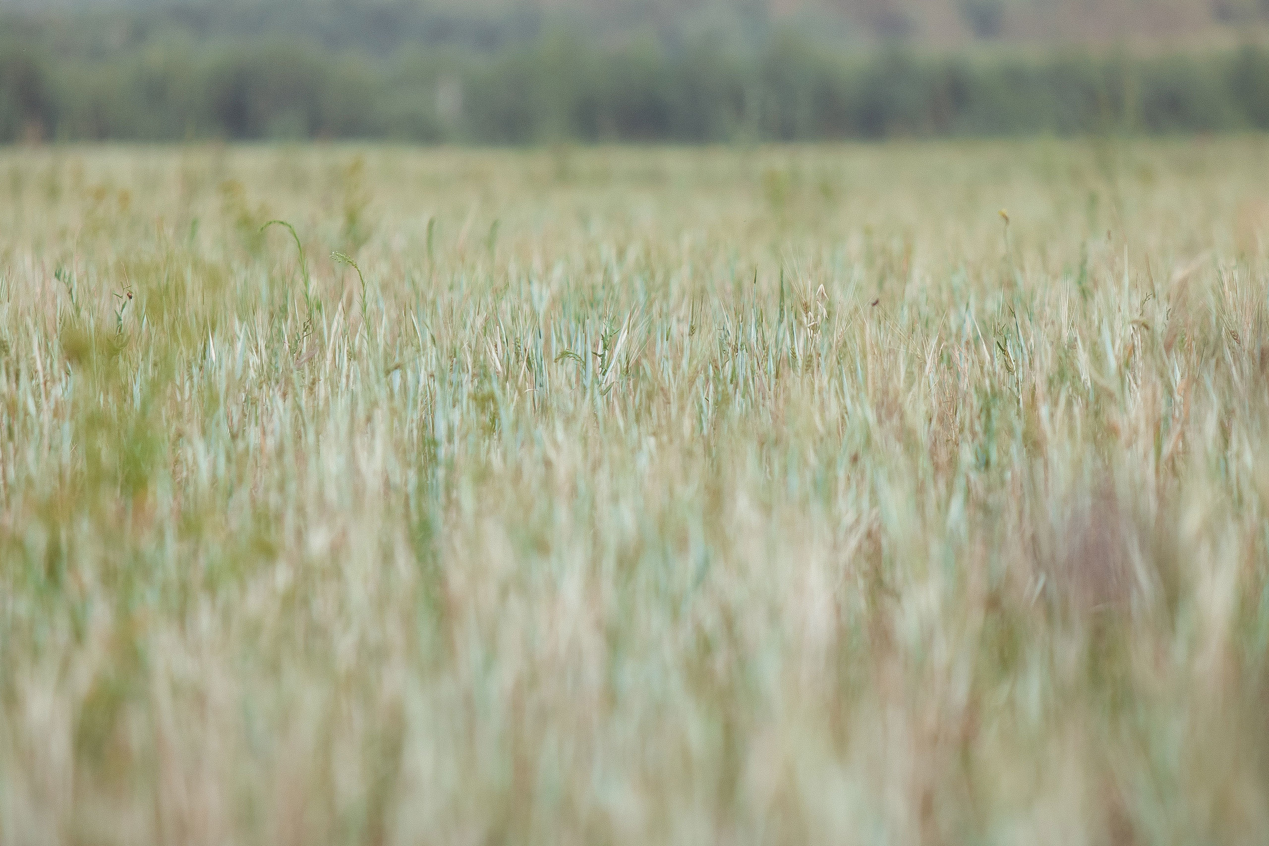 Фотопрогулка. Свадебный, семейный и школьный фотограф в Сызрани Максим Баталов