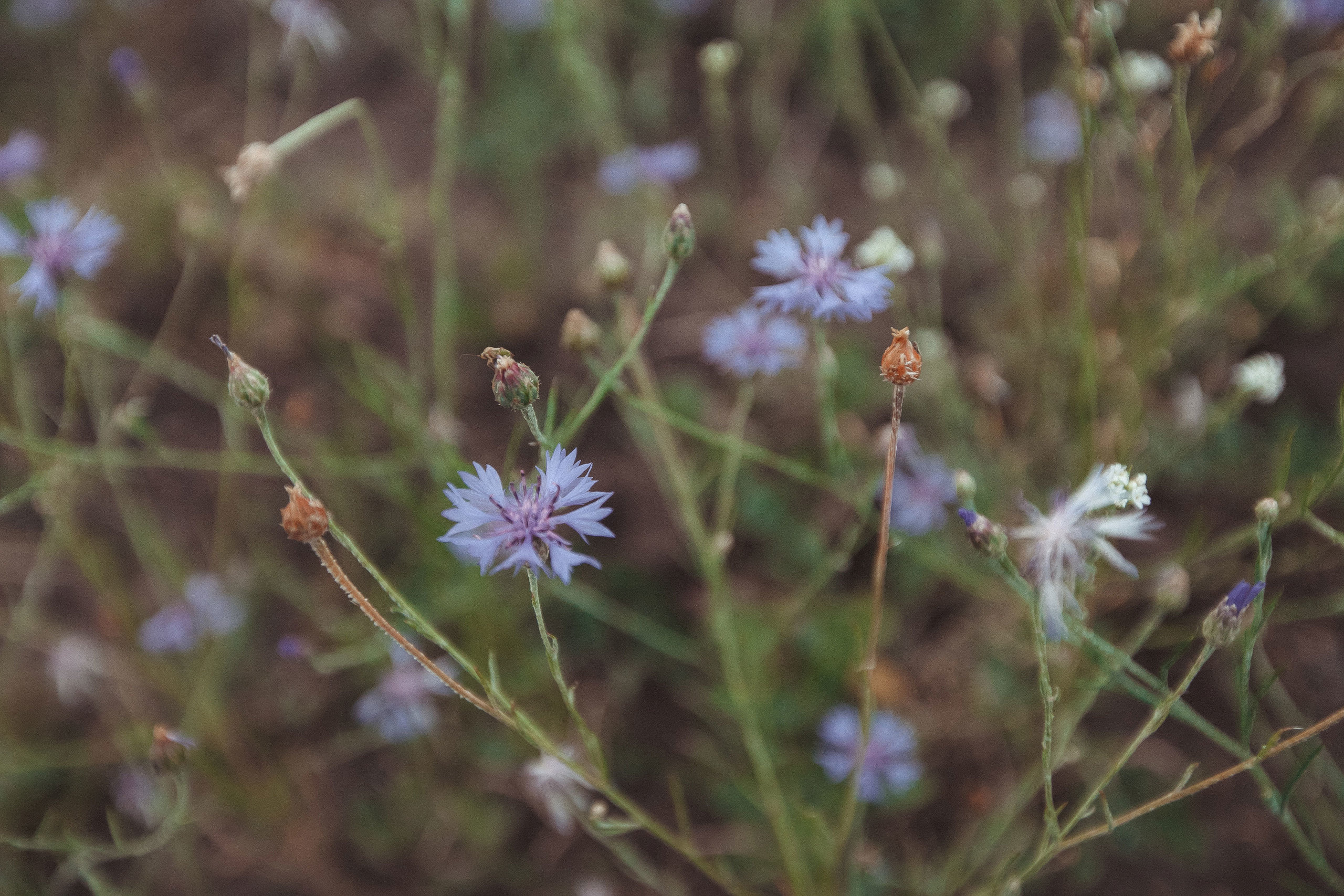 Фотопрогулка. Свадебный, семейный и школьный фотограф в Сызрани Максим Баталов