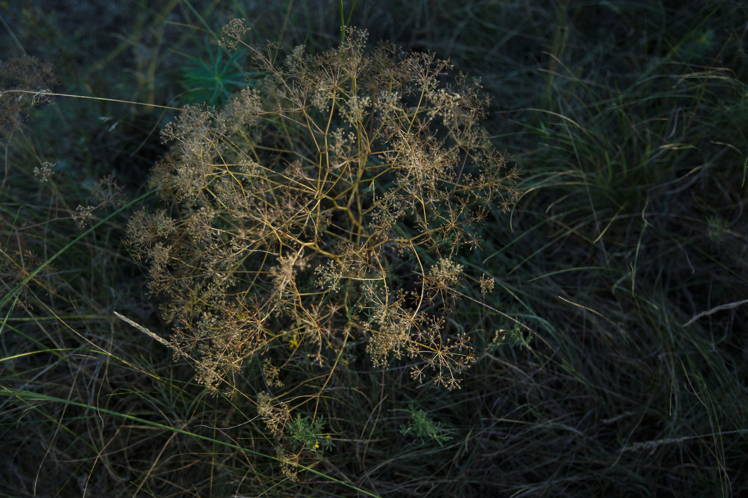 Семейные фотосессии на природе. Свадебный, семейный и школьный фотограф в Сызрани Максим Баталов