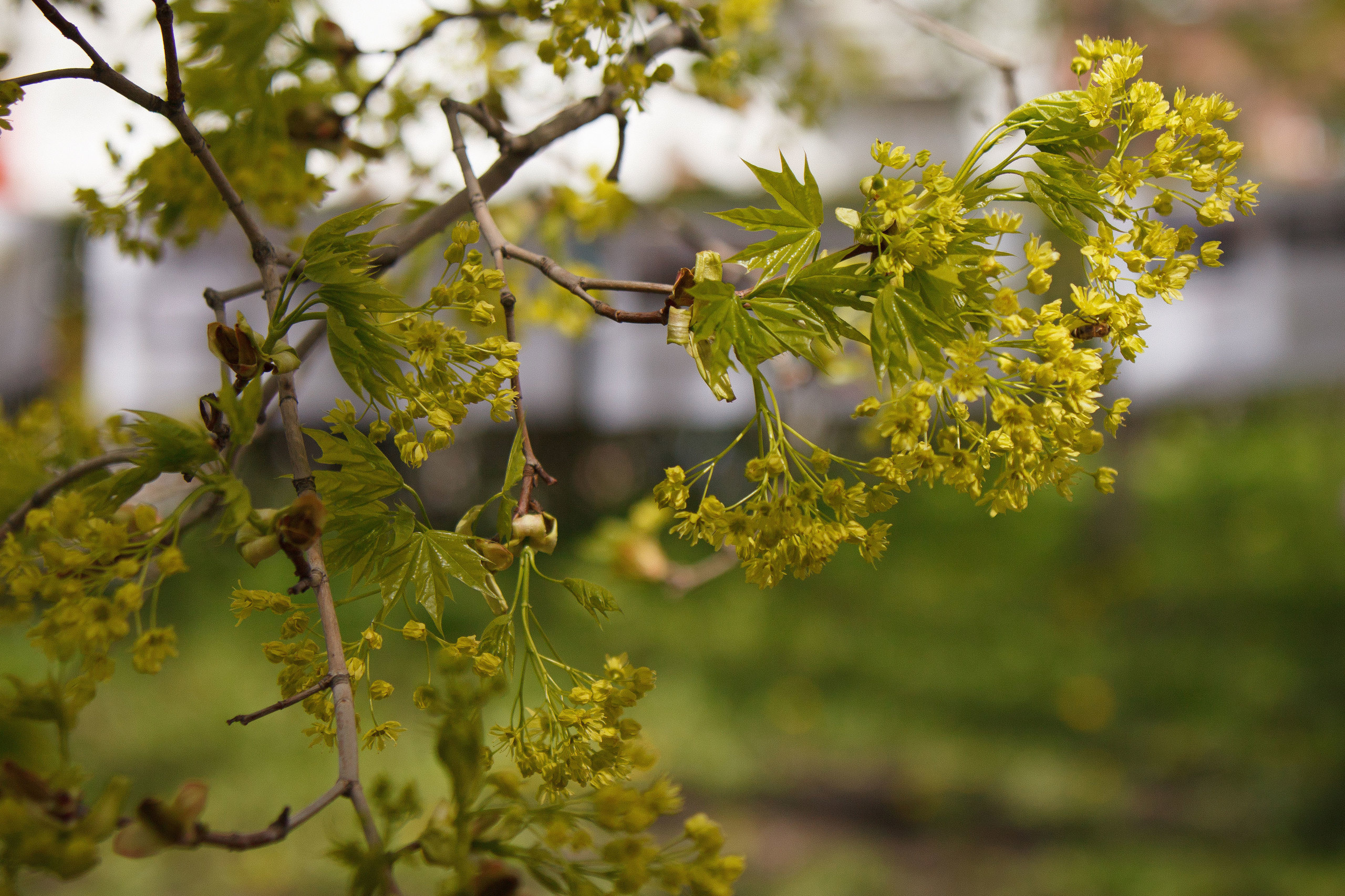 9 мая в Сызрани. Свадебный, семейный и школьный фотограф в Сызрани Максим Баталов