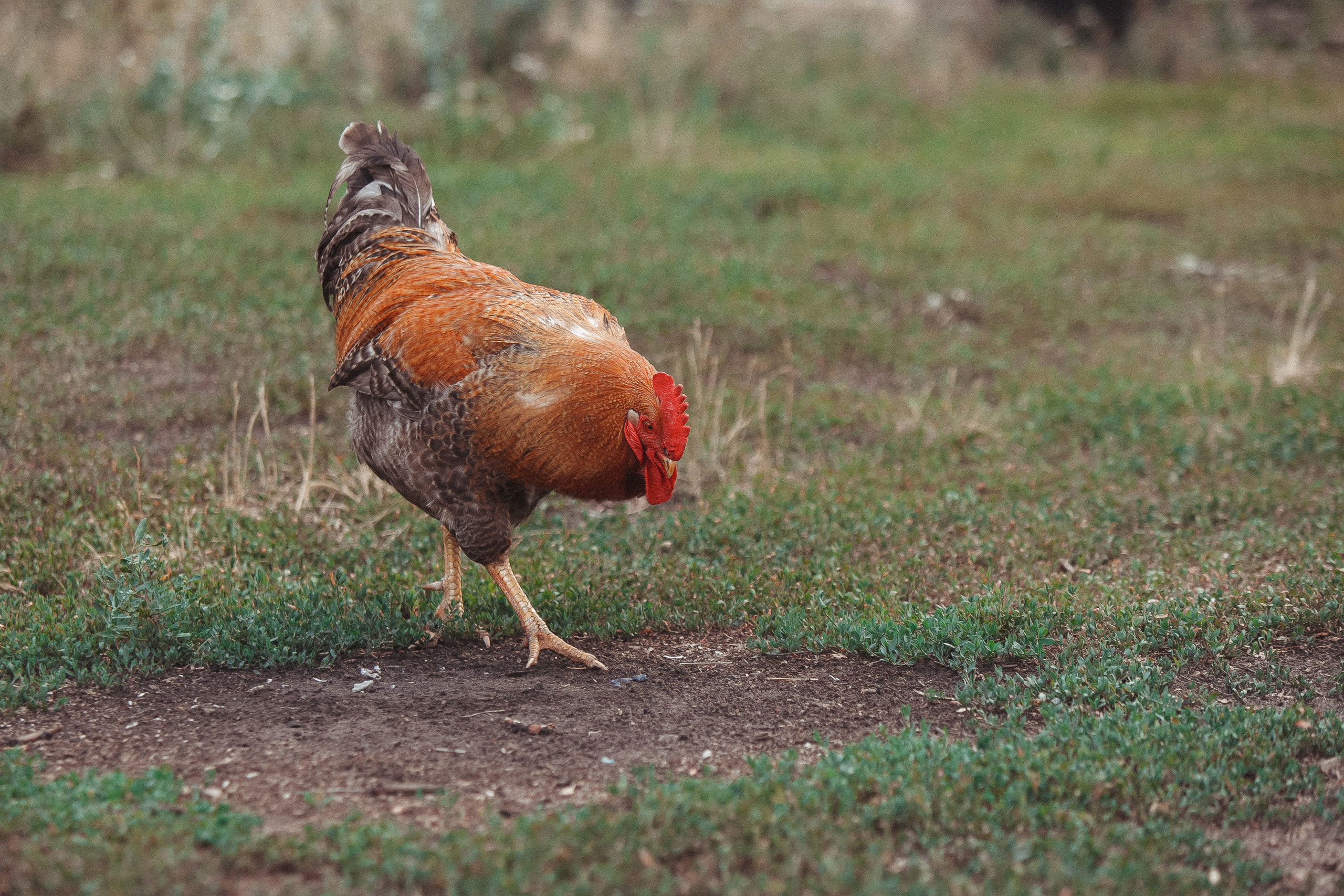 Фотопрогулка. Свадебный, семейный и школьный фотограф в Сызрани Максим Баталов