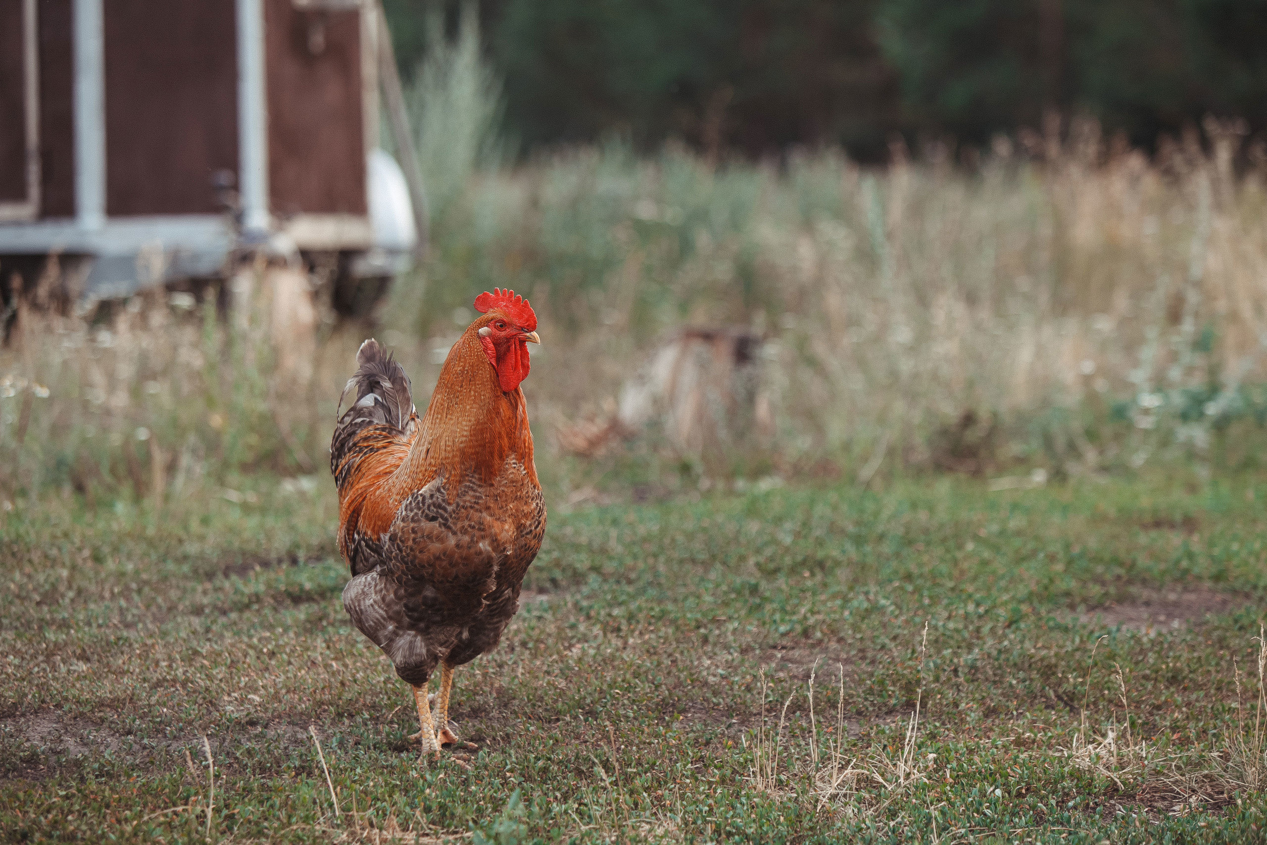 Фотопрогулка. Свадебный, семейный и школьный фотограф в Сызрани Максим Баталов