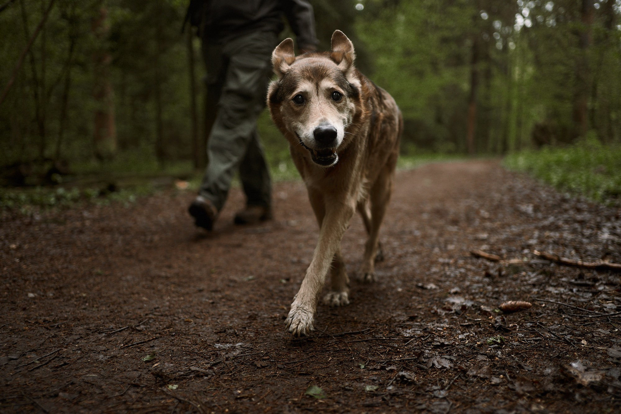 Дима, Рыжий и Воля. Фотограф анималист Москва Дарья