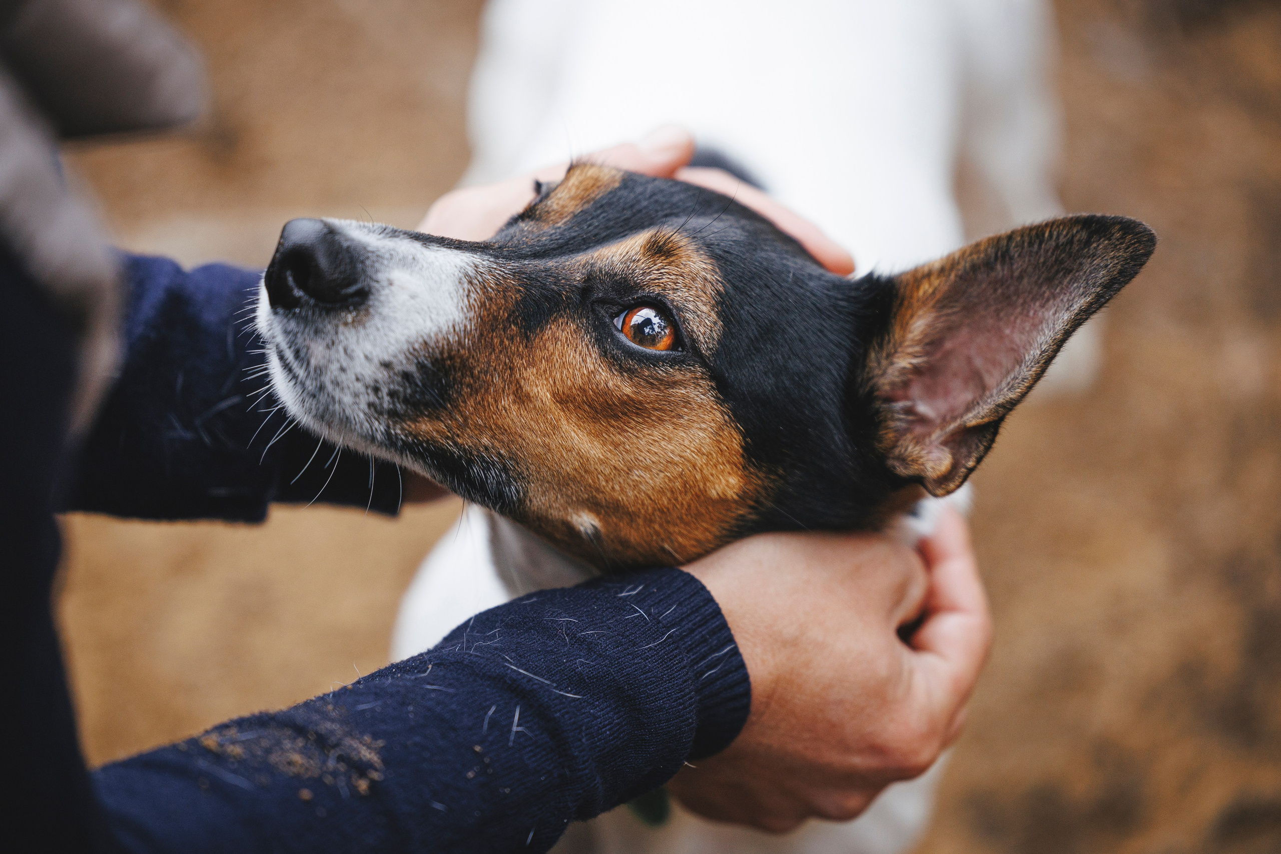 Ания и Ярик. Фотограф-анималист Анна Маринич