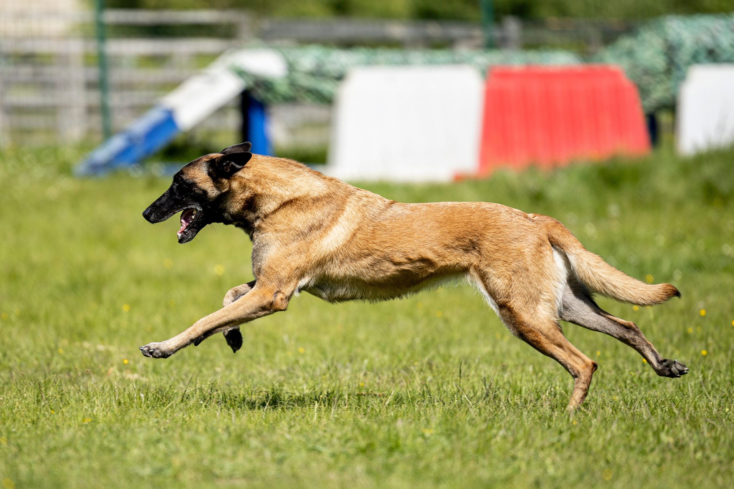 Испытания по мондьорингу в Нижнем Новгороде. Фотограф-анималист Анна Маринич