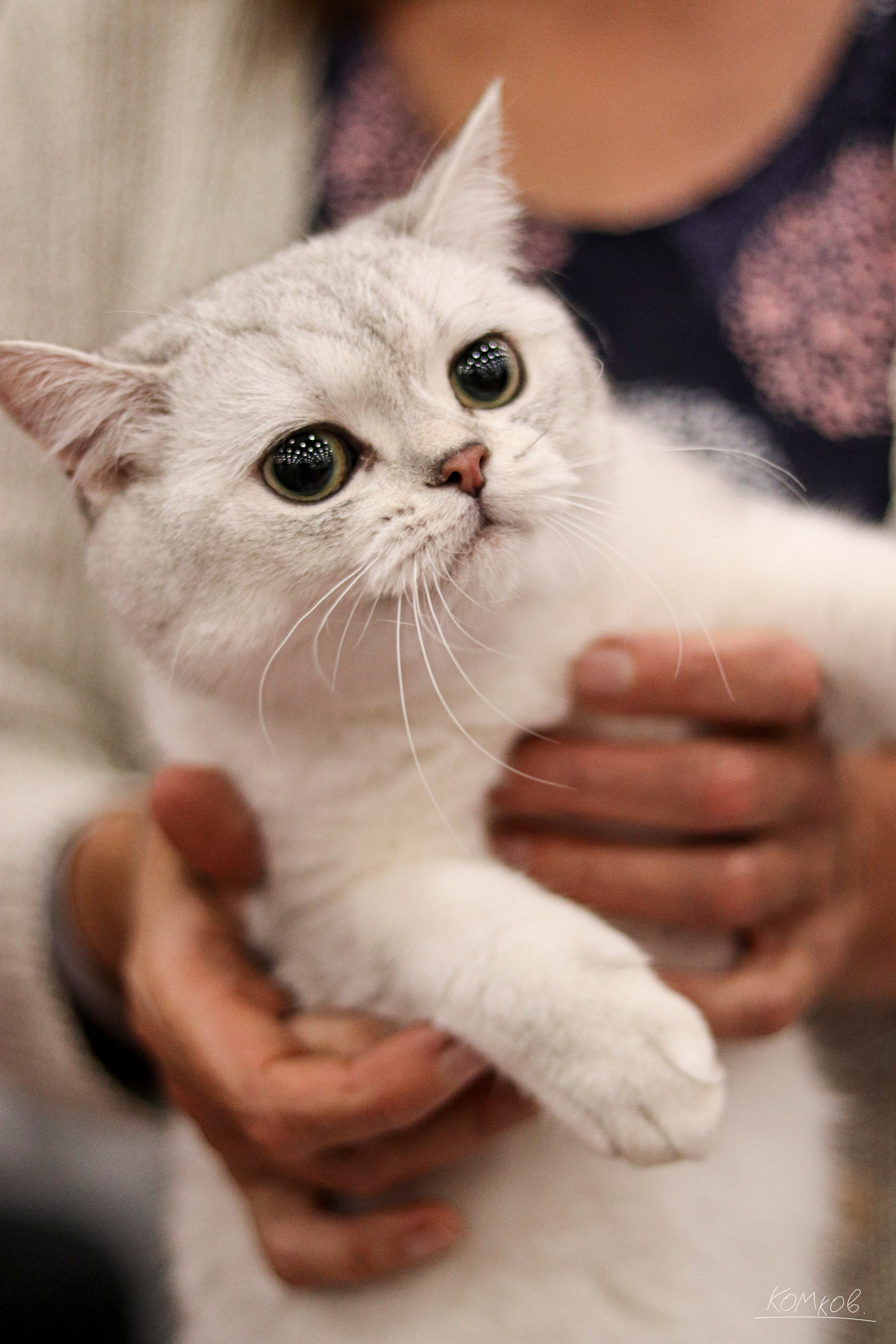 ЗооШоу. Ивентный фотограф в Санкт-Петербурге Олег Комков