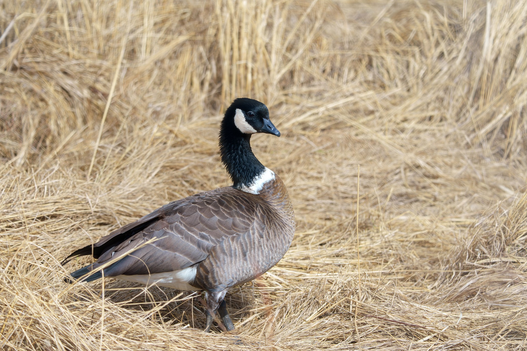 Удивительные мир птиц. Вокруг нас столько прекрасного — присмотритесь!. Ваш личный фотограф Марина Волкова