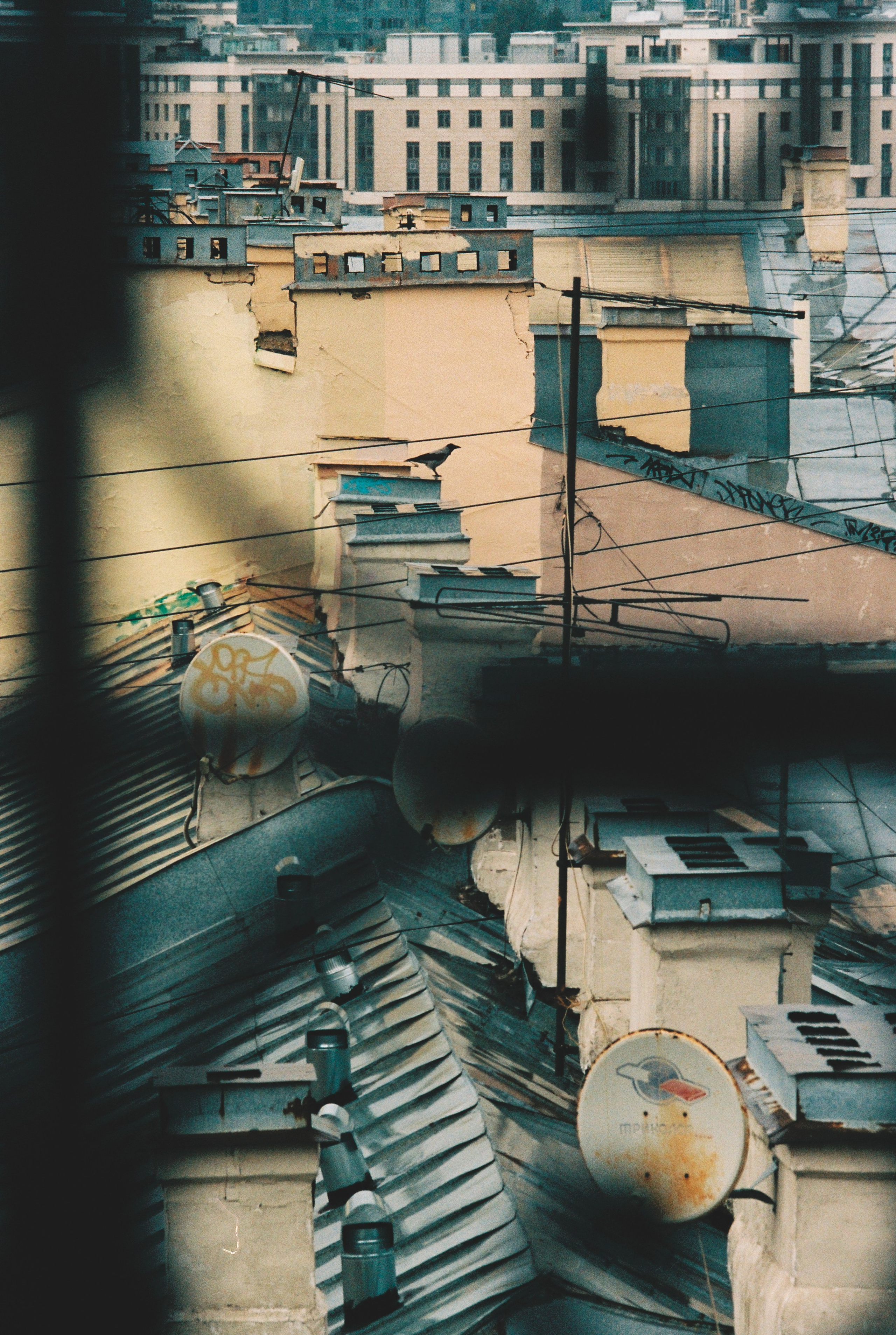 Фотографии цветные. Свадебный и семейный пленочный фотограф в Петербурге Истомина Ирина