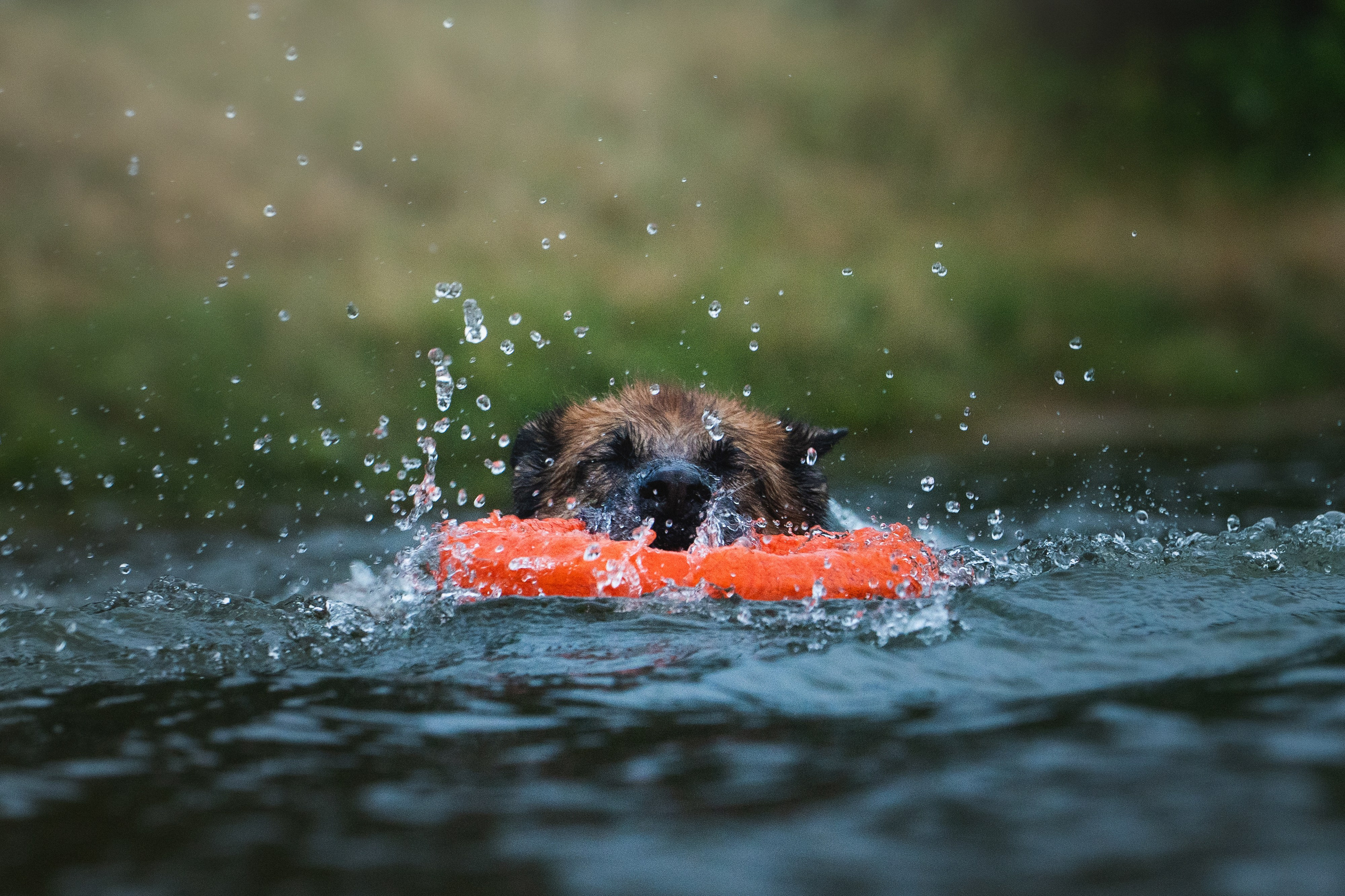 Вика и Фрея. Фотограф анималист в Москве и Санкт-Петербурге Свиридова Анна