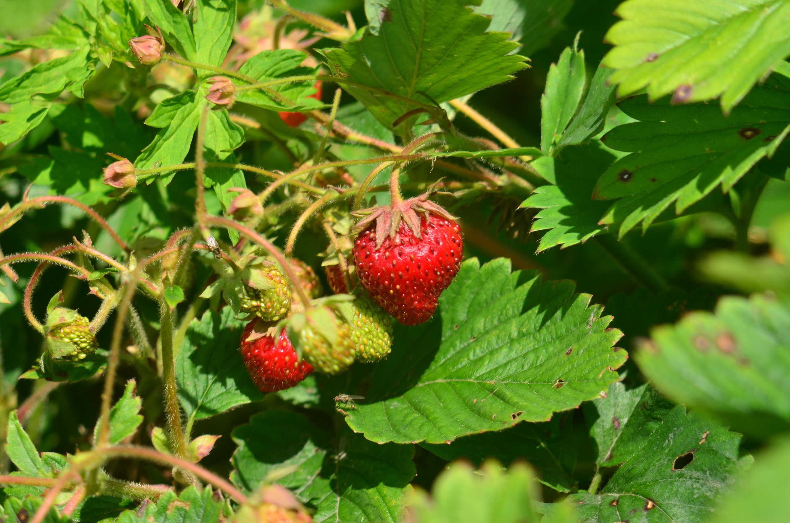 Дары природы. Фотограф viktor viktor