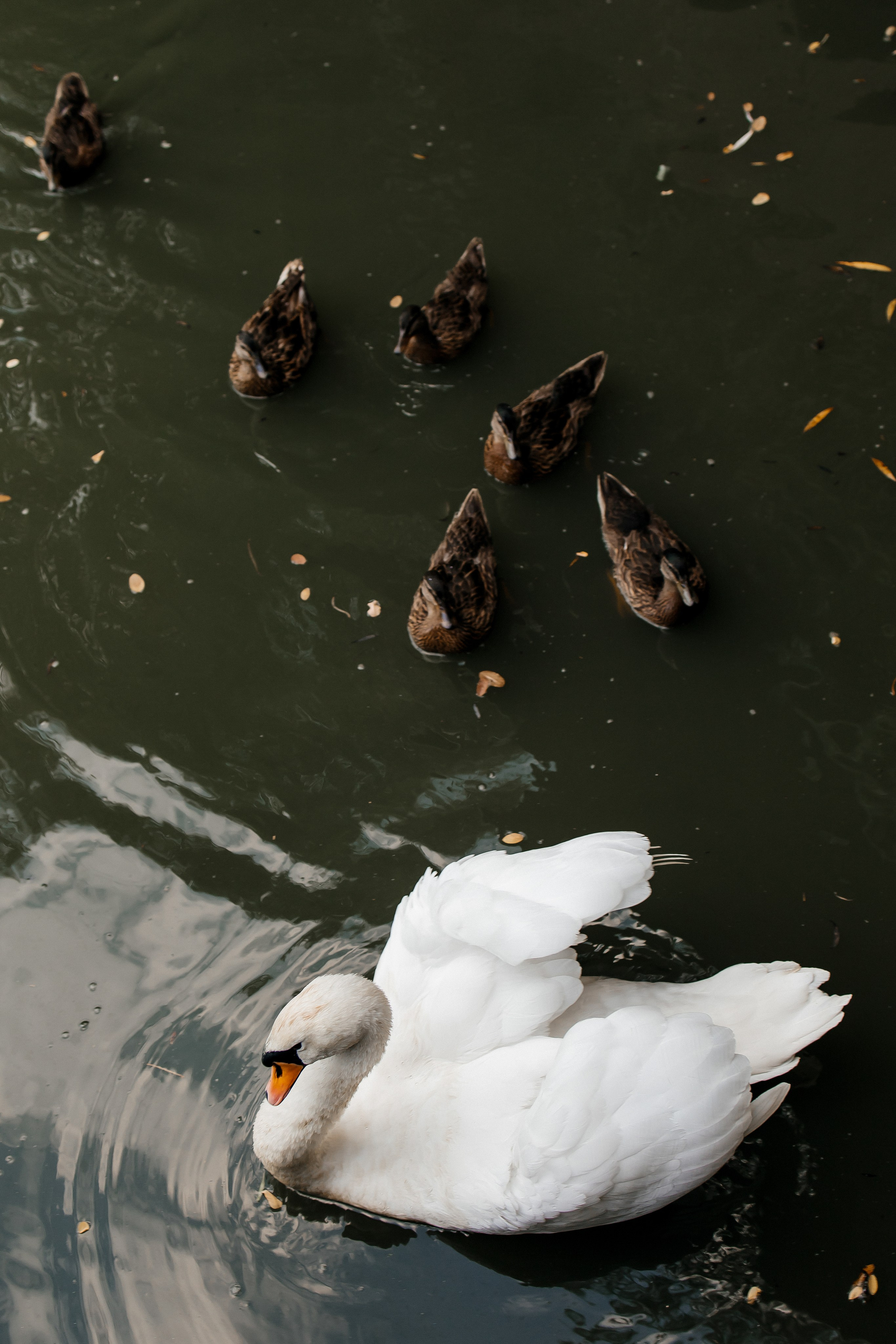 Мелкон и Мария. Свадебный и семейный фотограф в Ростове-на-Дону