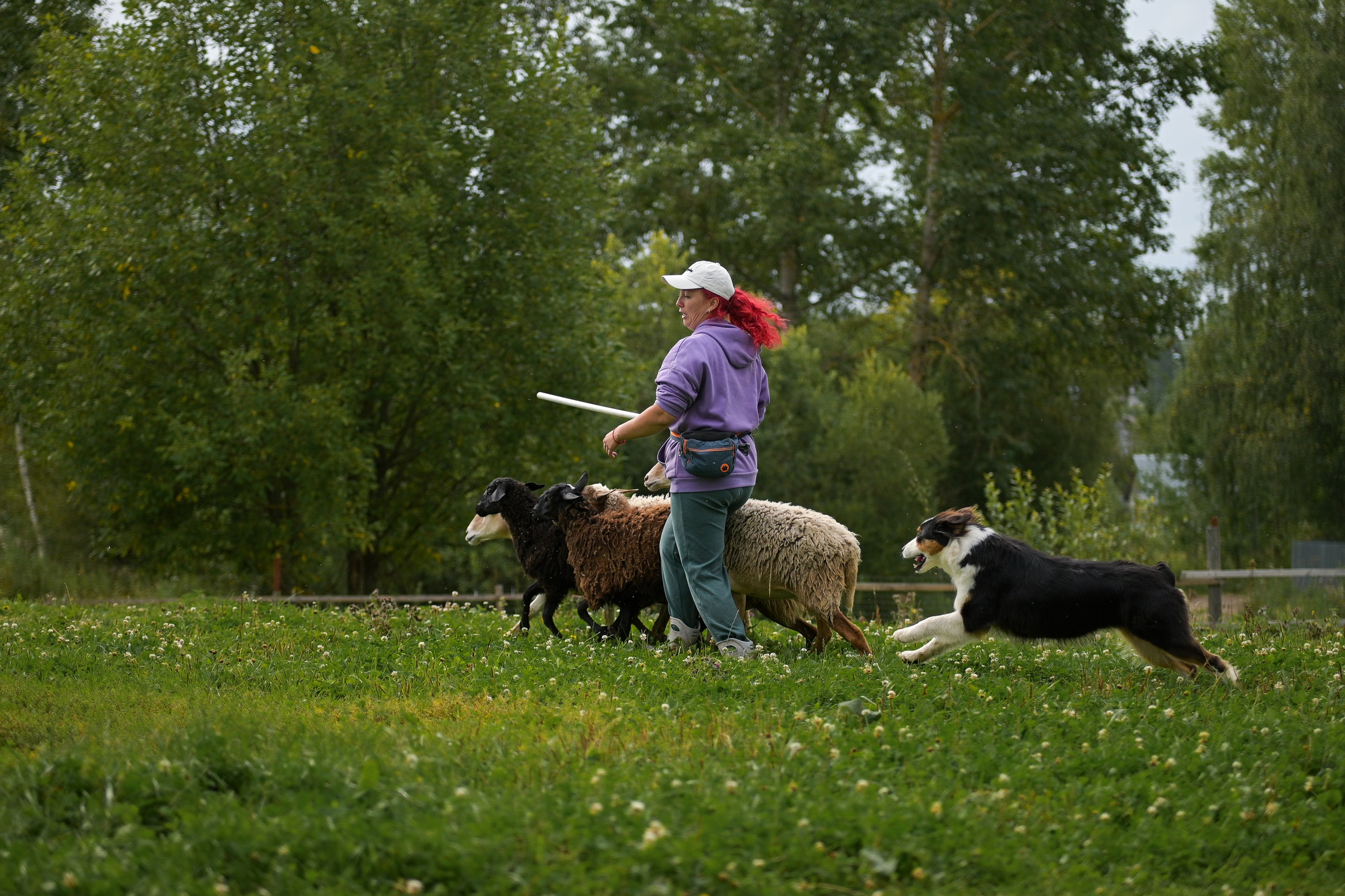 Пастьба собак. Творческий фотограф Вологда