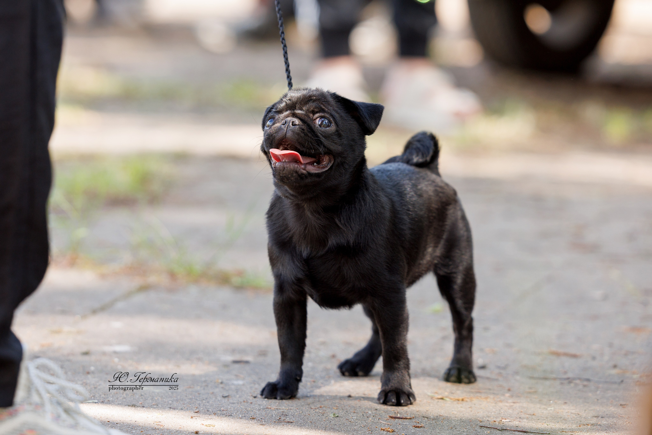 Тверь 24.05.2025. Фотограф-анималист Юлия Германика