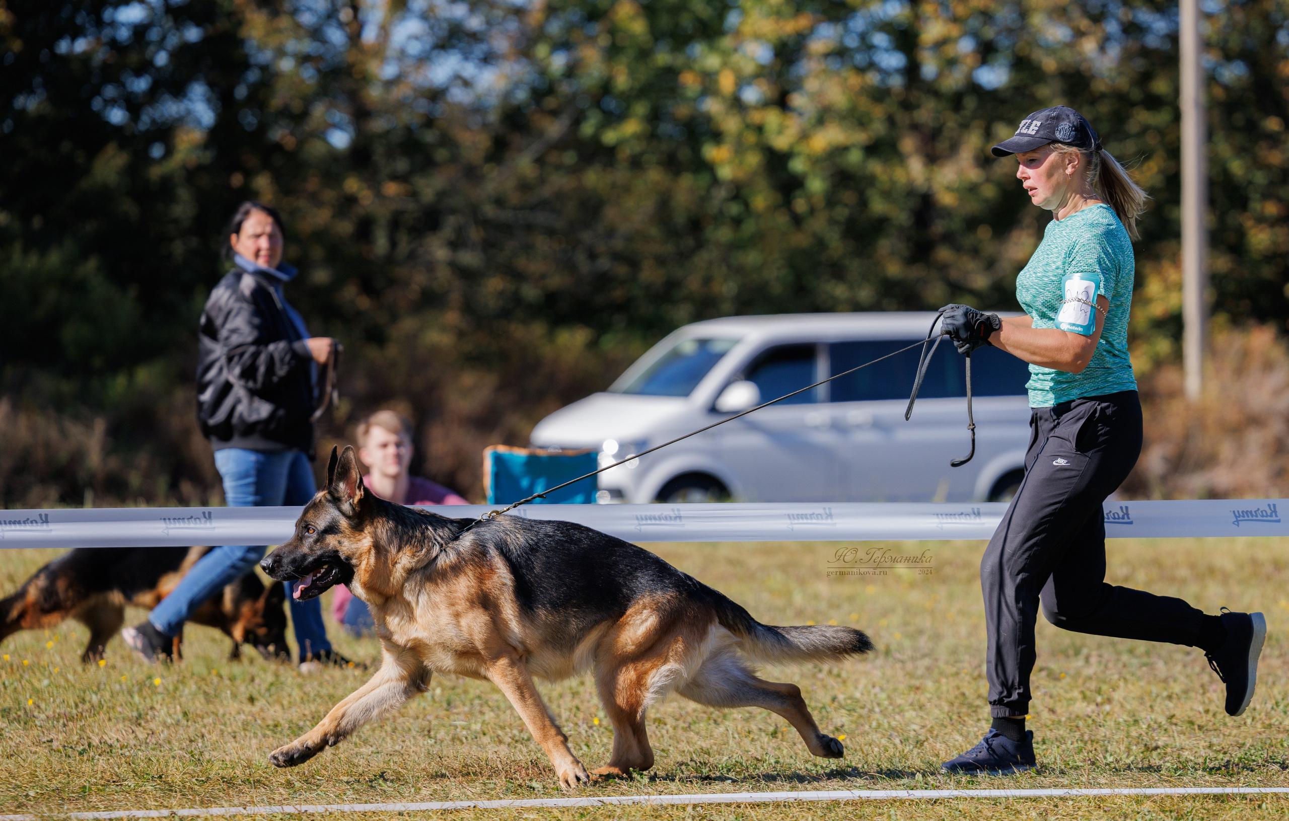 Тверь немецкие овчарки 22.09.2024. Фотограф-анималист Юлия Германика
