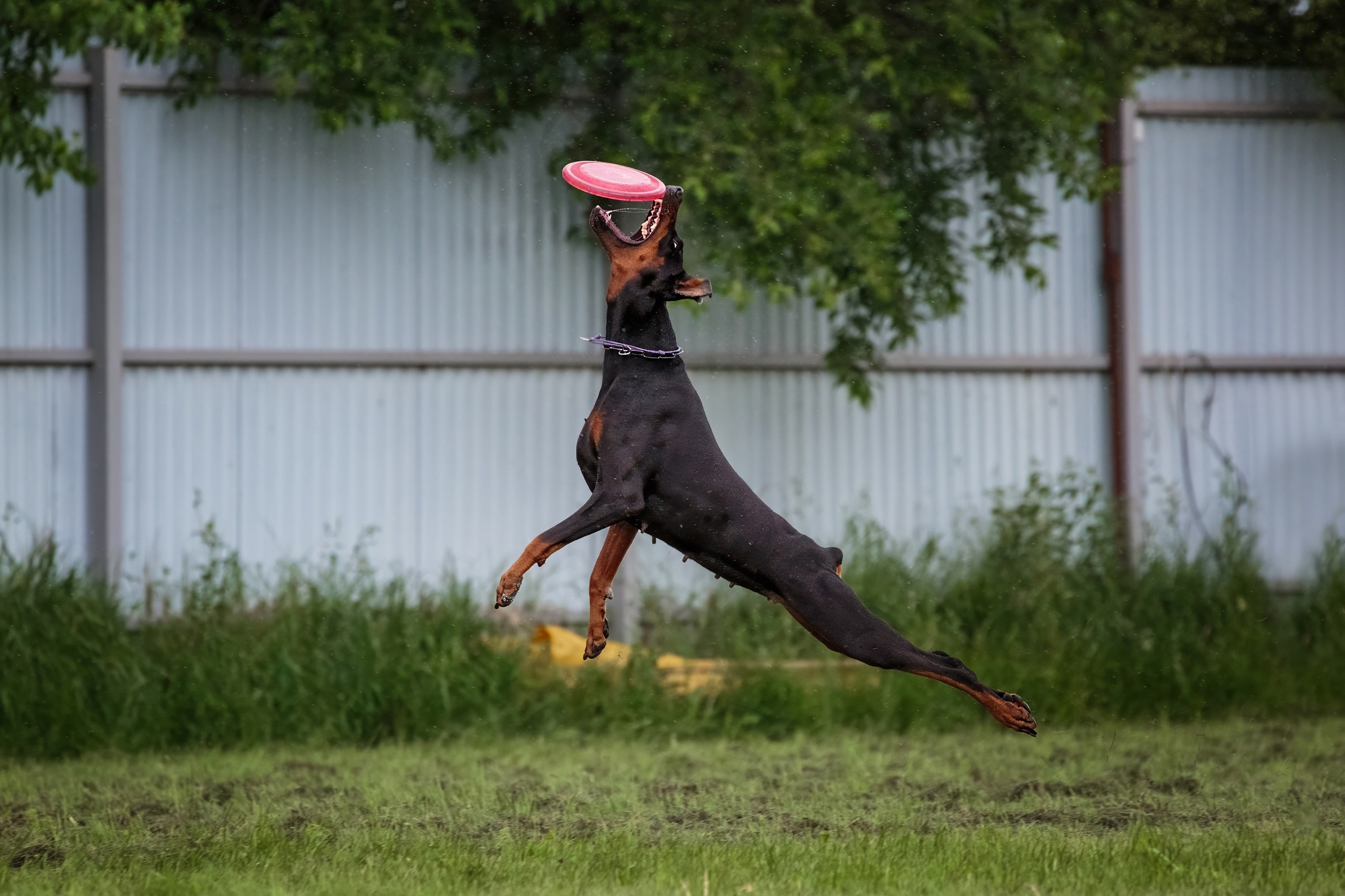 Дог-фризби. Irenephoto.ru