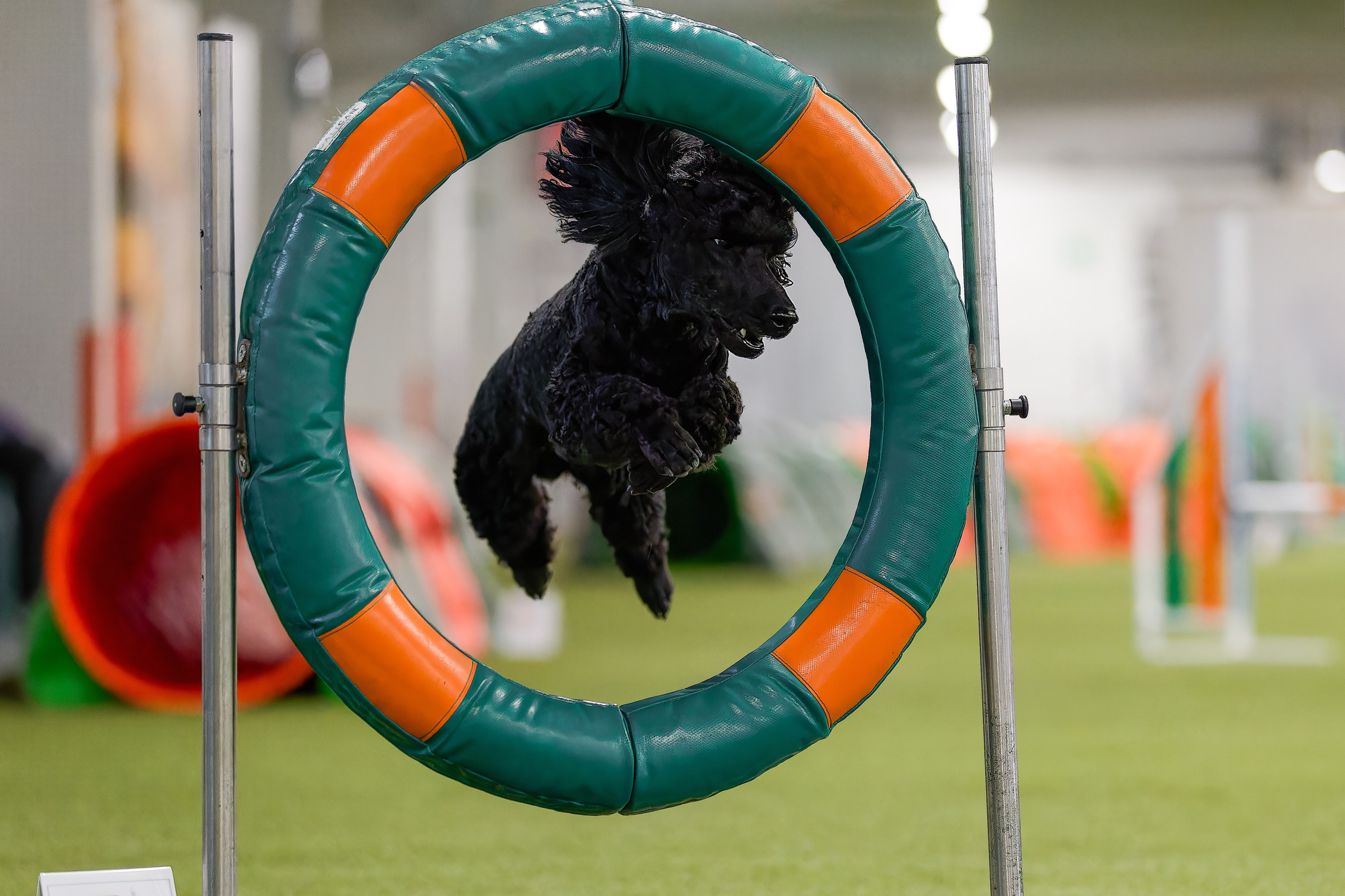 Кубок Пёсбурга 2025. Irenephoto.ru