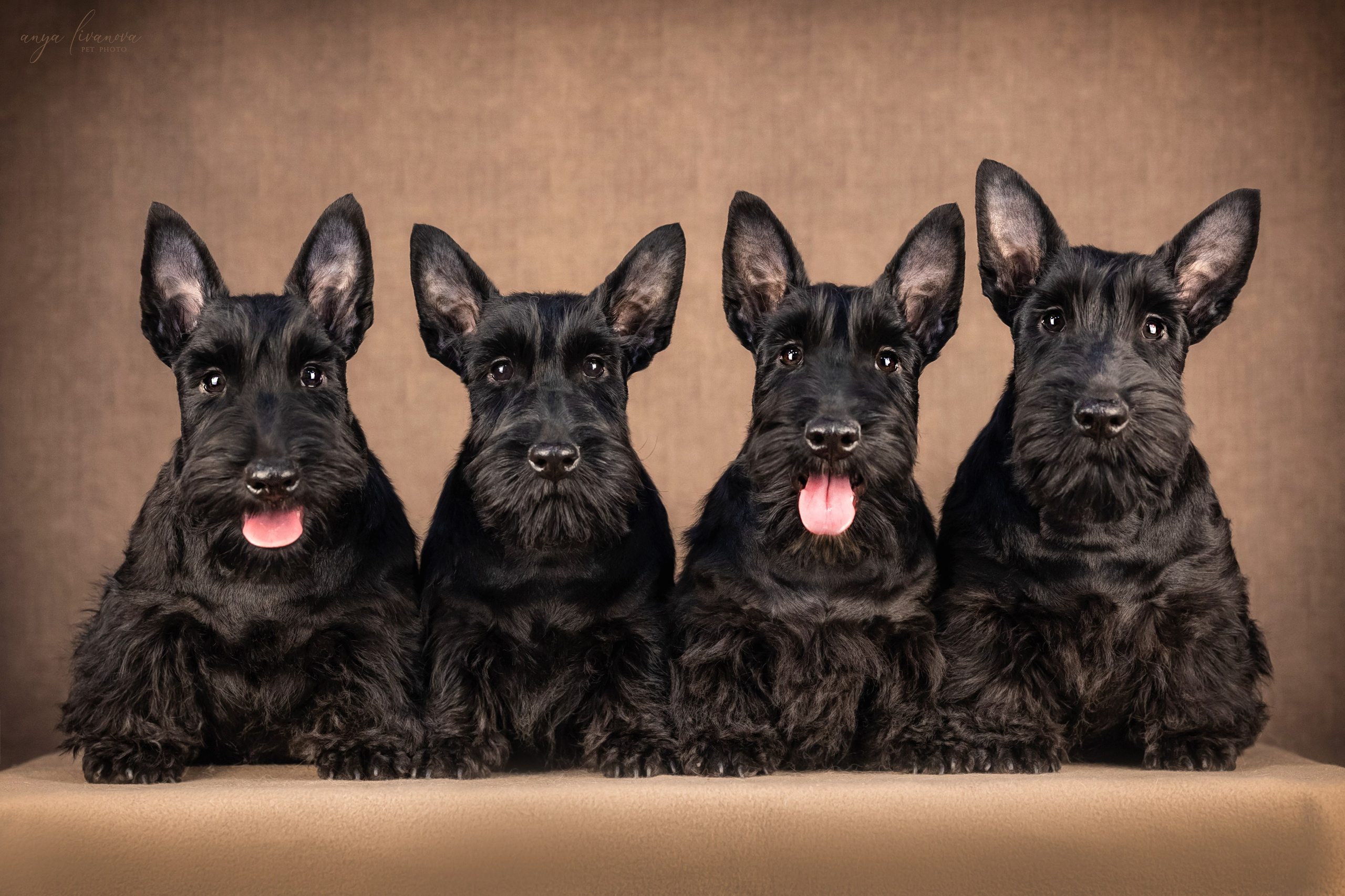 Скотчики. Фотограф анималист Аня Ливанова | Рыбинск