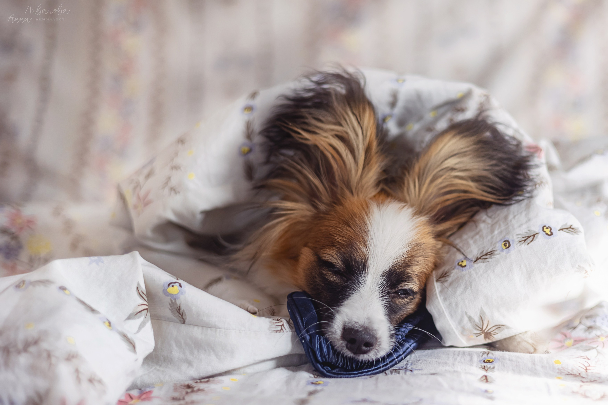 Хьюстон. Фотограф анималист Аня Ливанова | Рыбинск