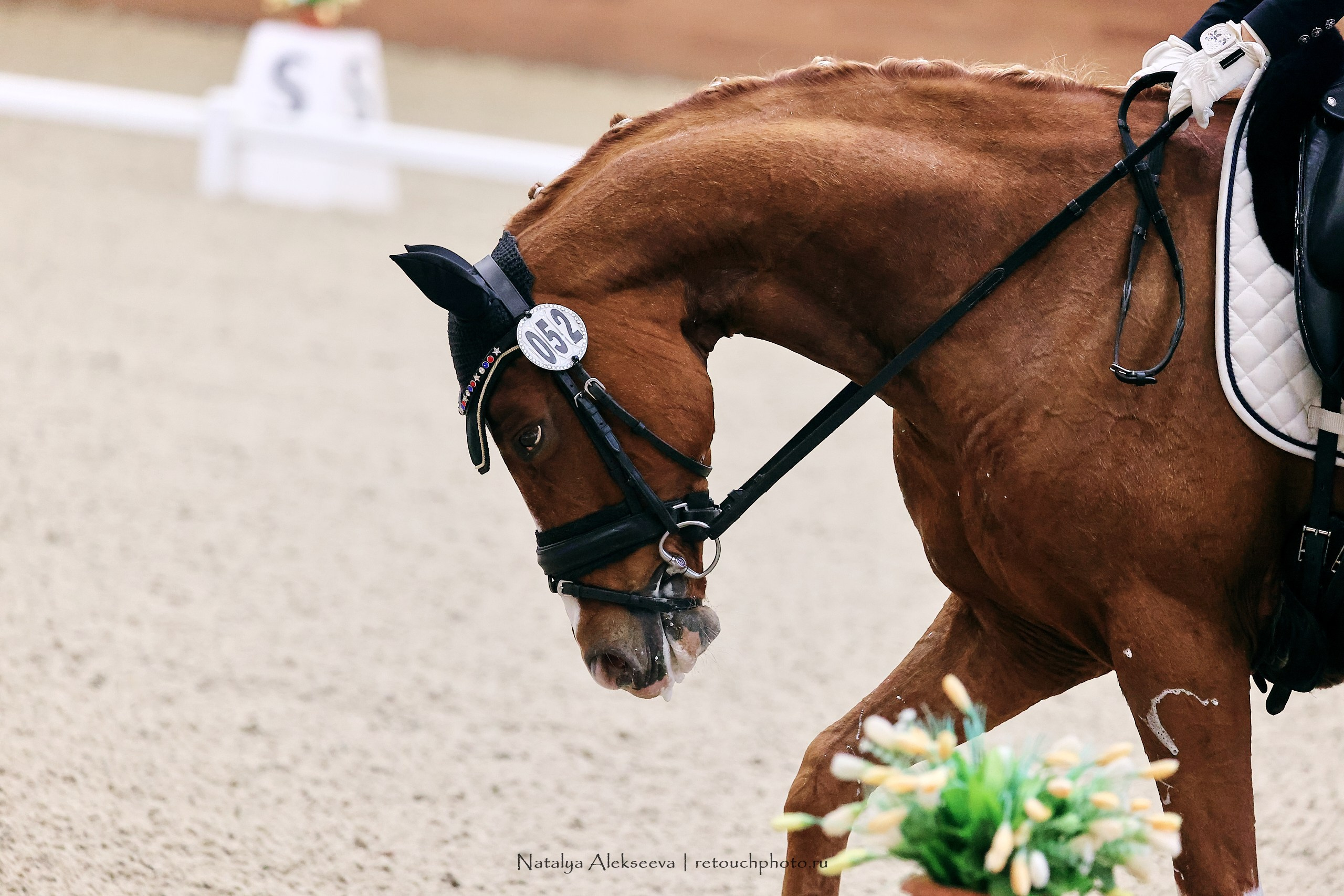 Финал Maxima Park по выездке, Maxima Stables | 10'2023. Репортажный фотограф и ретушер в Москве Наталья Алексеева