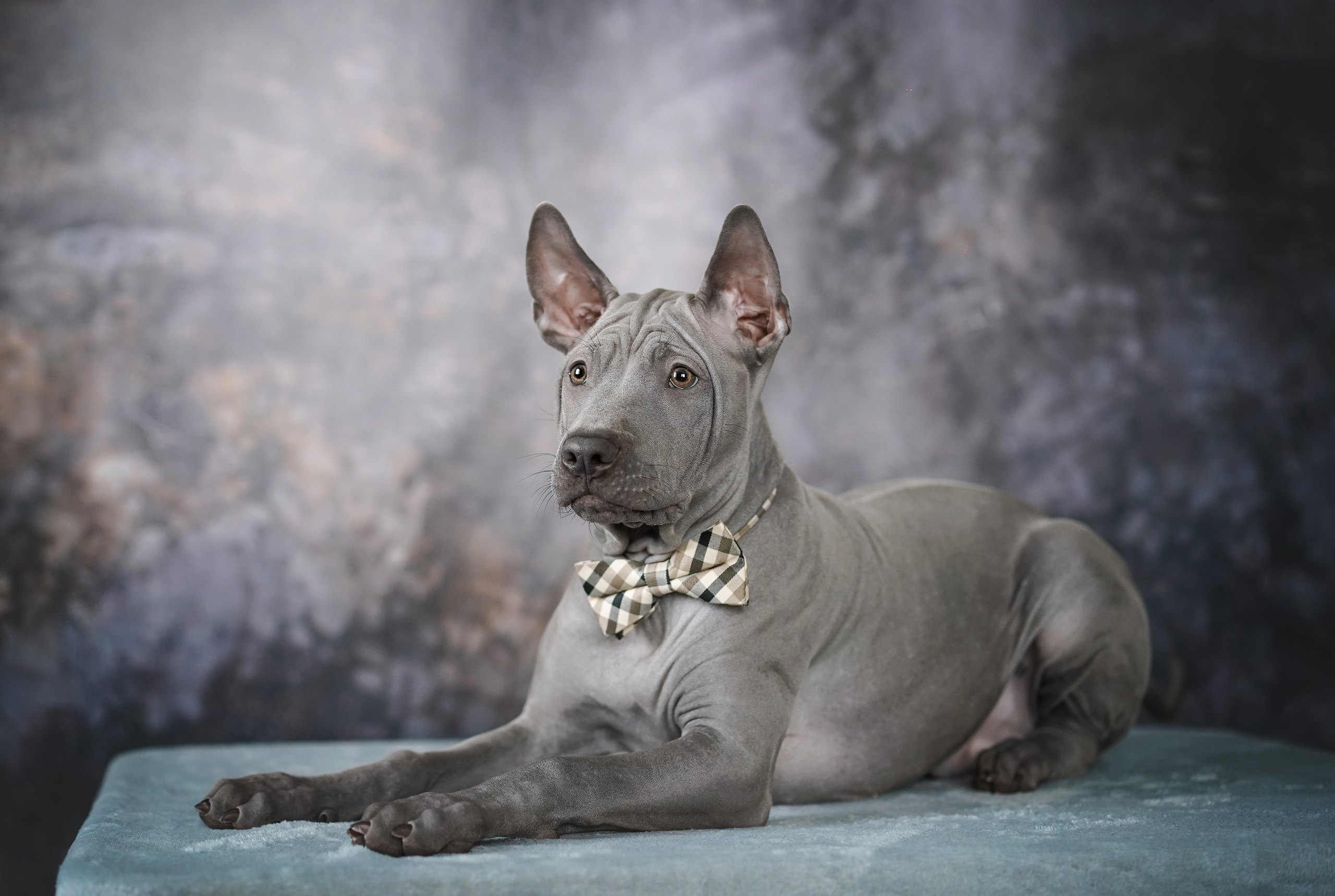 Щенки тайского риджбека. Фотограф-анималист в Санкт-Петербурге Яна Мартынова