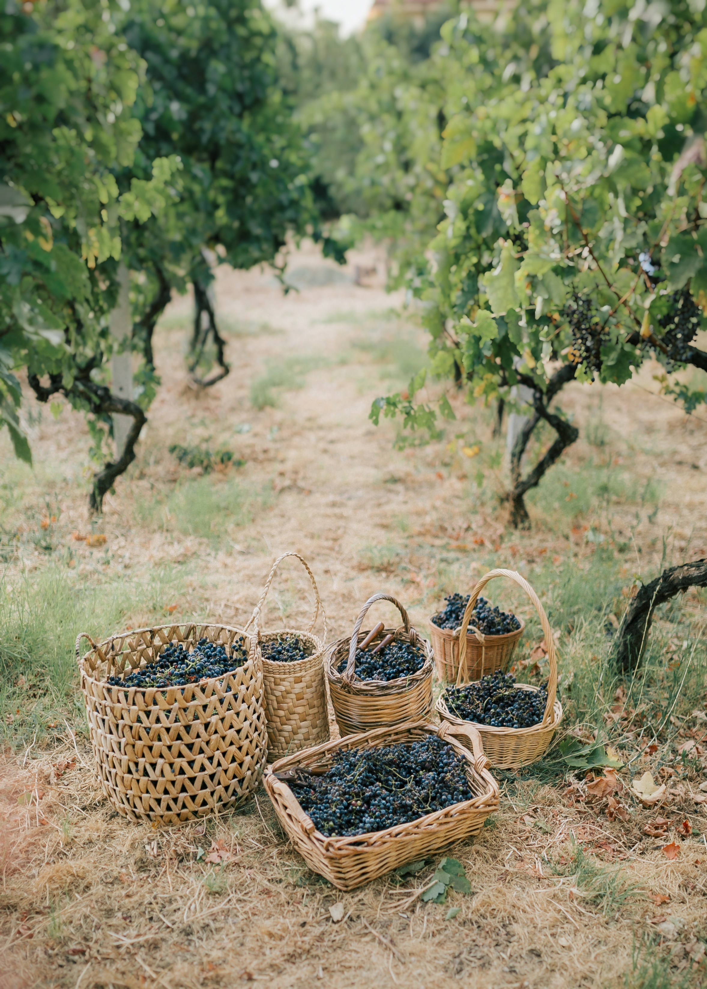 Самые красивые места для фотосессии в Майкопе и Адыгеи— от фотографа Марии Оводовой
