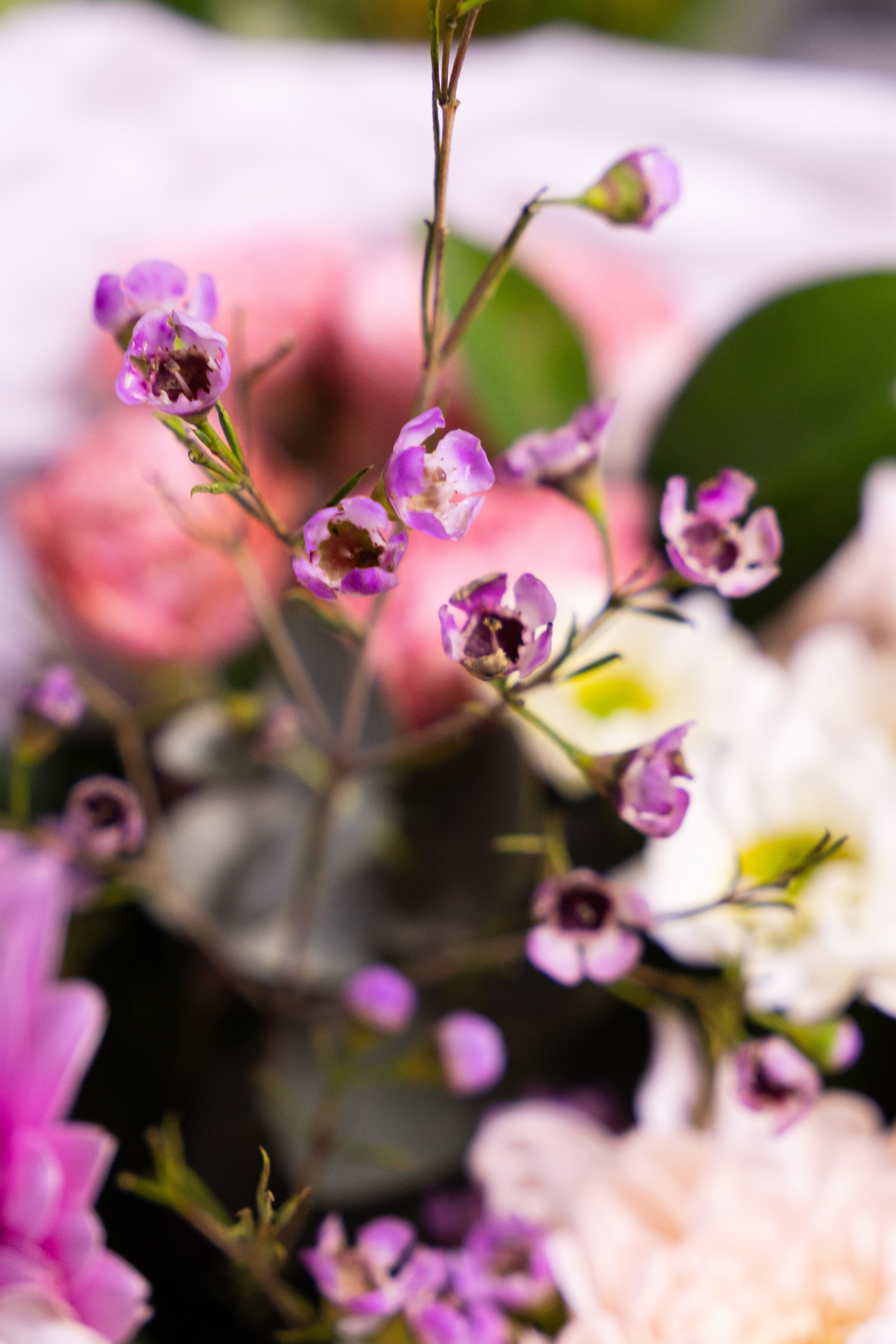 цветы, детализация, букет, флористика