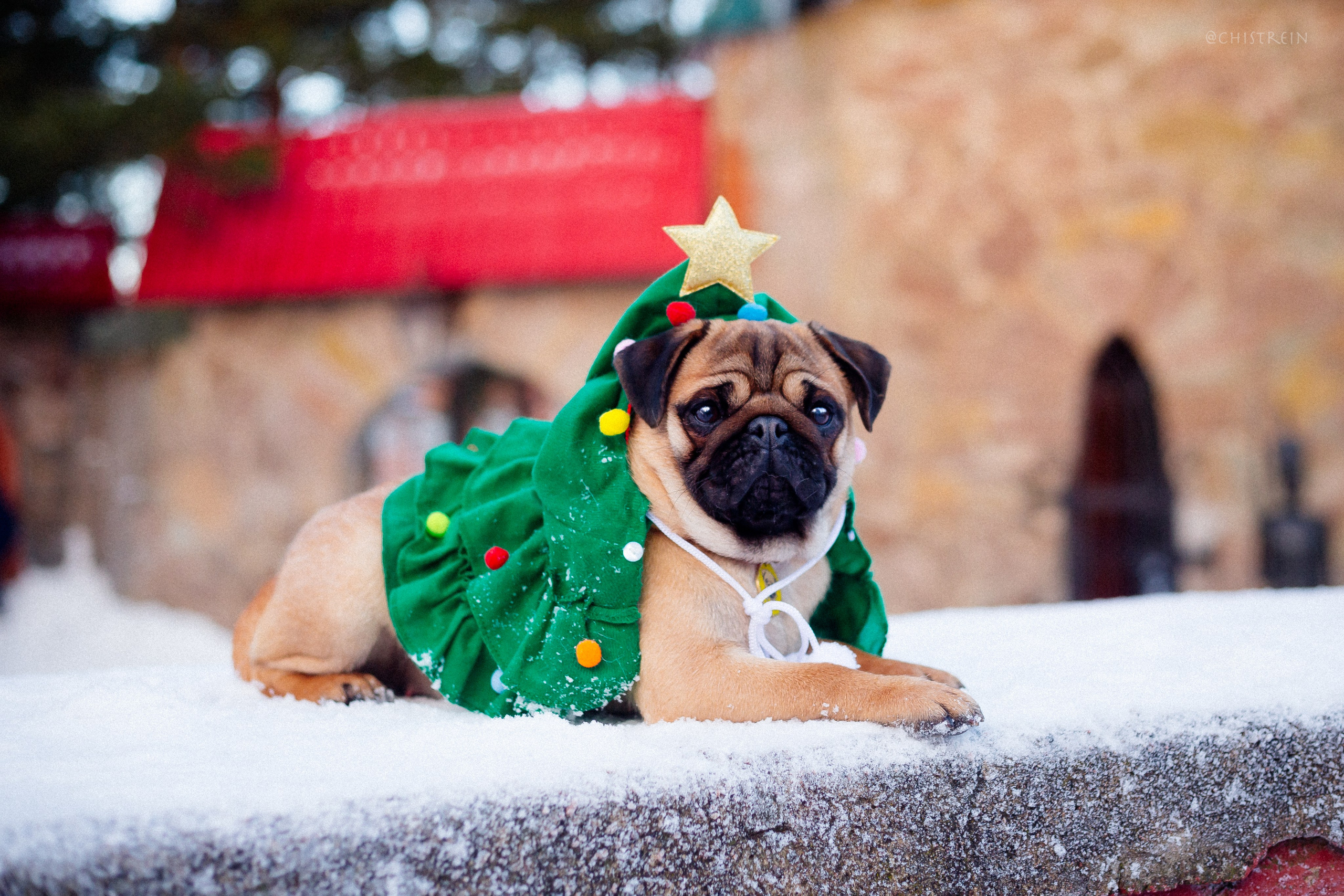 Новогоднее настроение. Роза. Фотограф-анималист Наталия Чистюхина в г. Сосновый Бор и ЛО