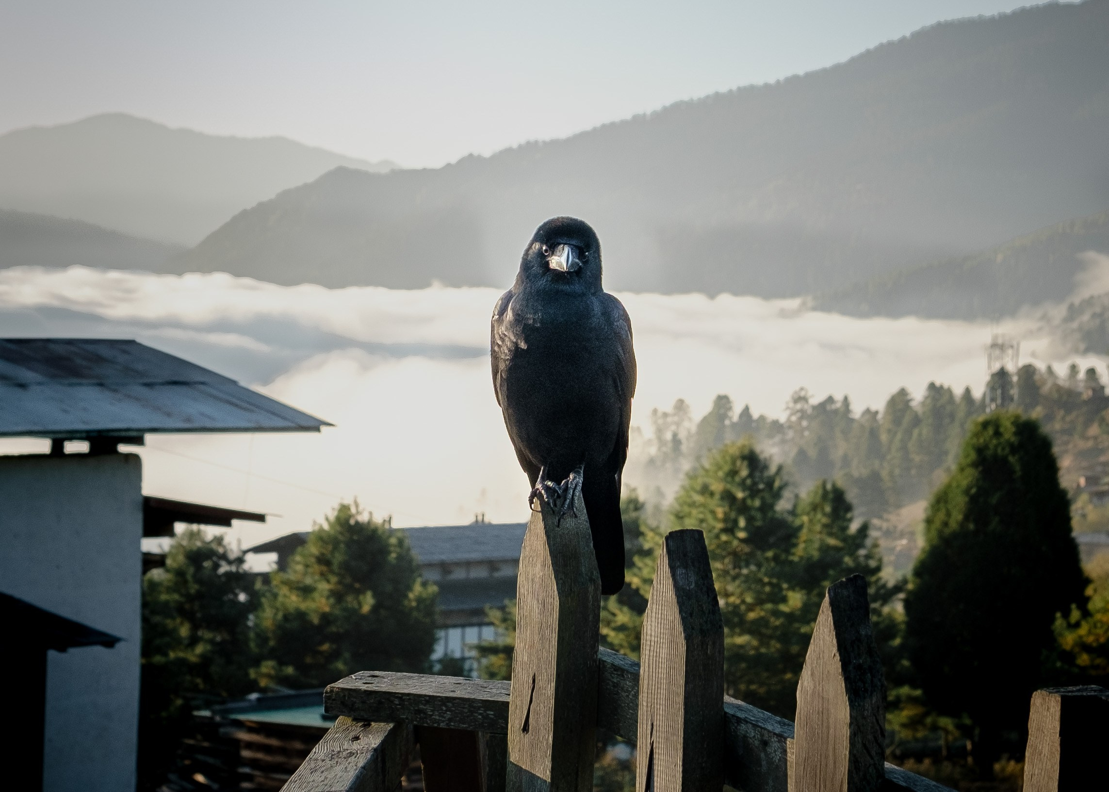 Bhutan. Dmitry Ippolitov