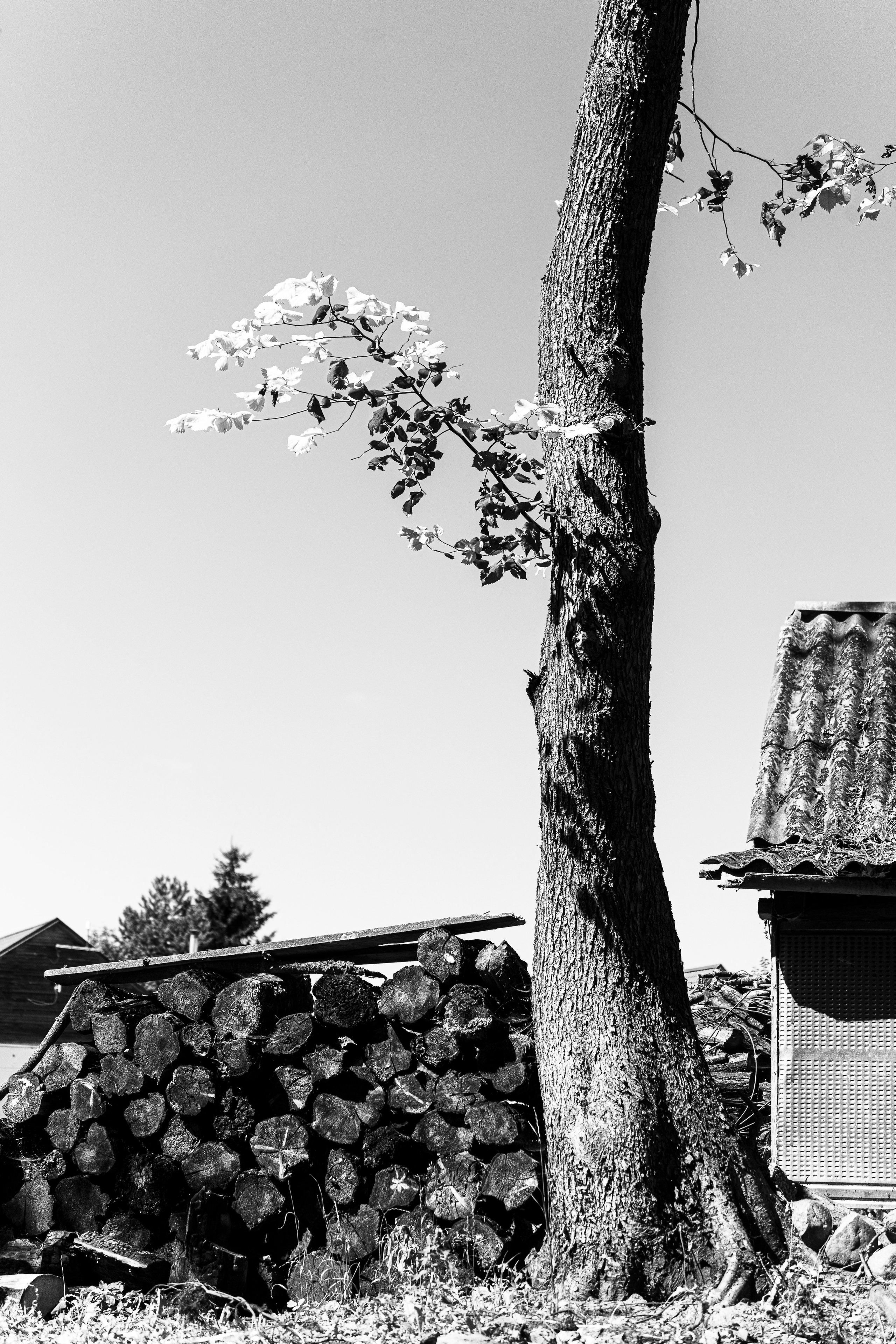 Ч.б. фотографии. Фотографии Лены Соколовой