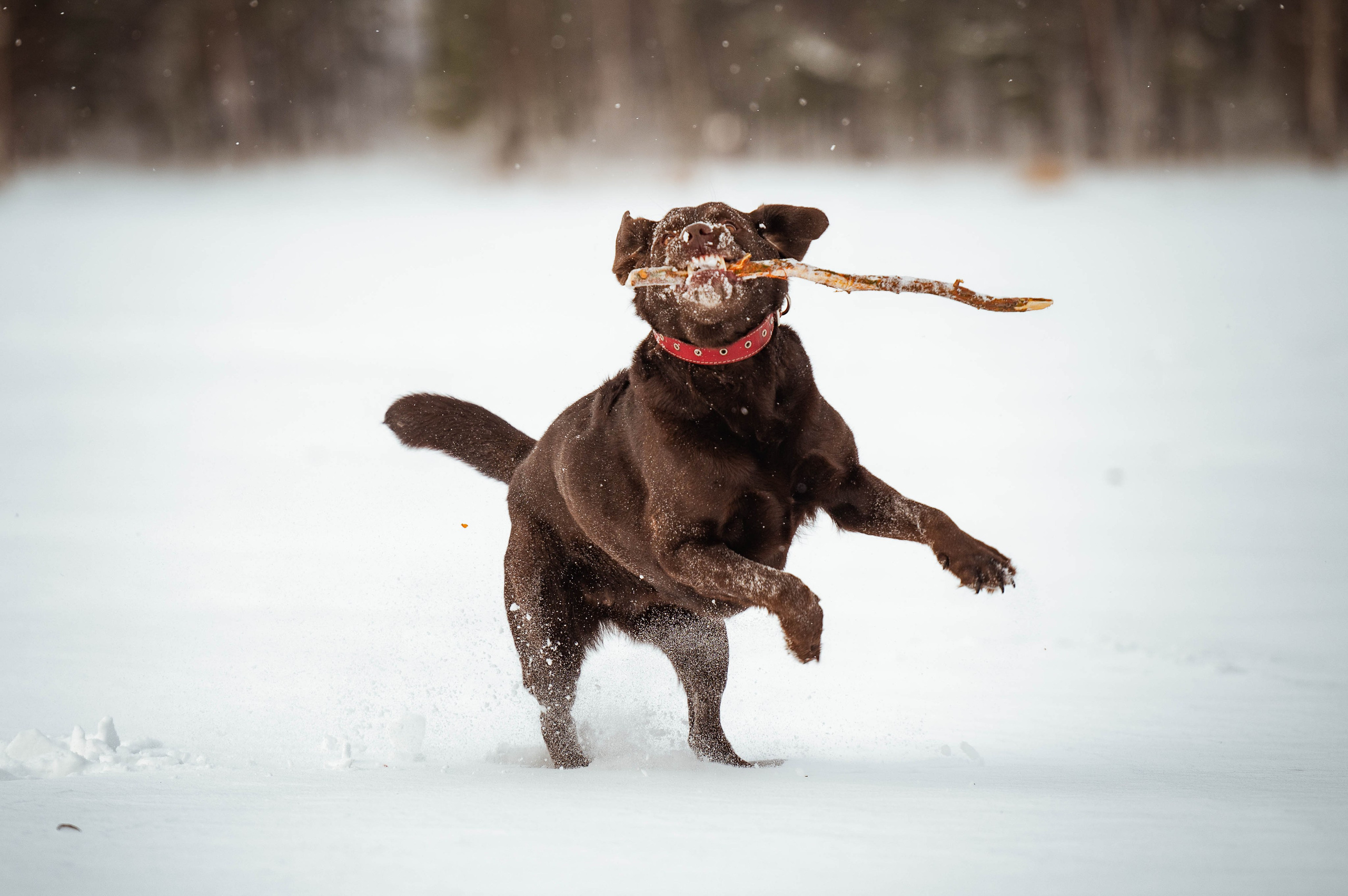 Прогулка на Лыткаринском карьере. Фотограф-анималист
