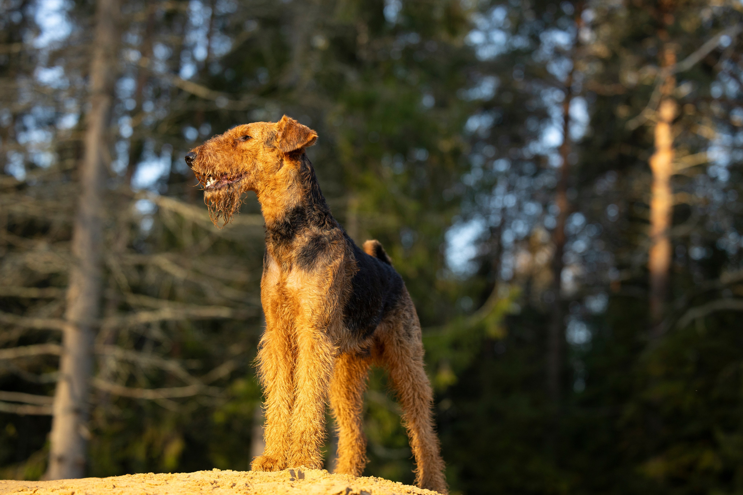 Харди. Фотограф-анималист Анна Маринич