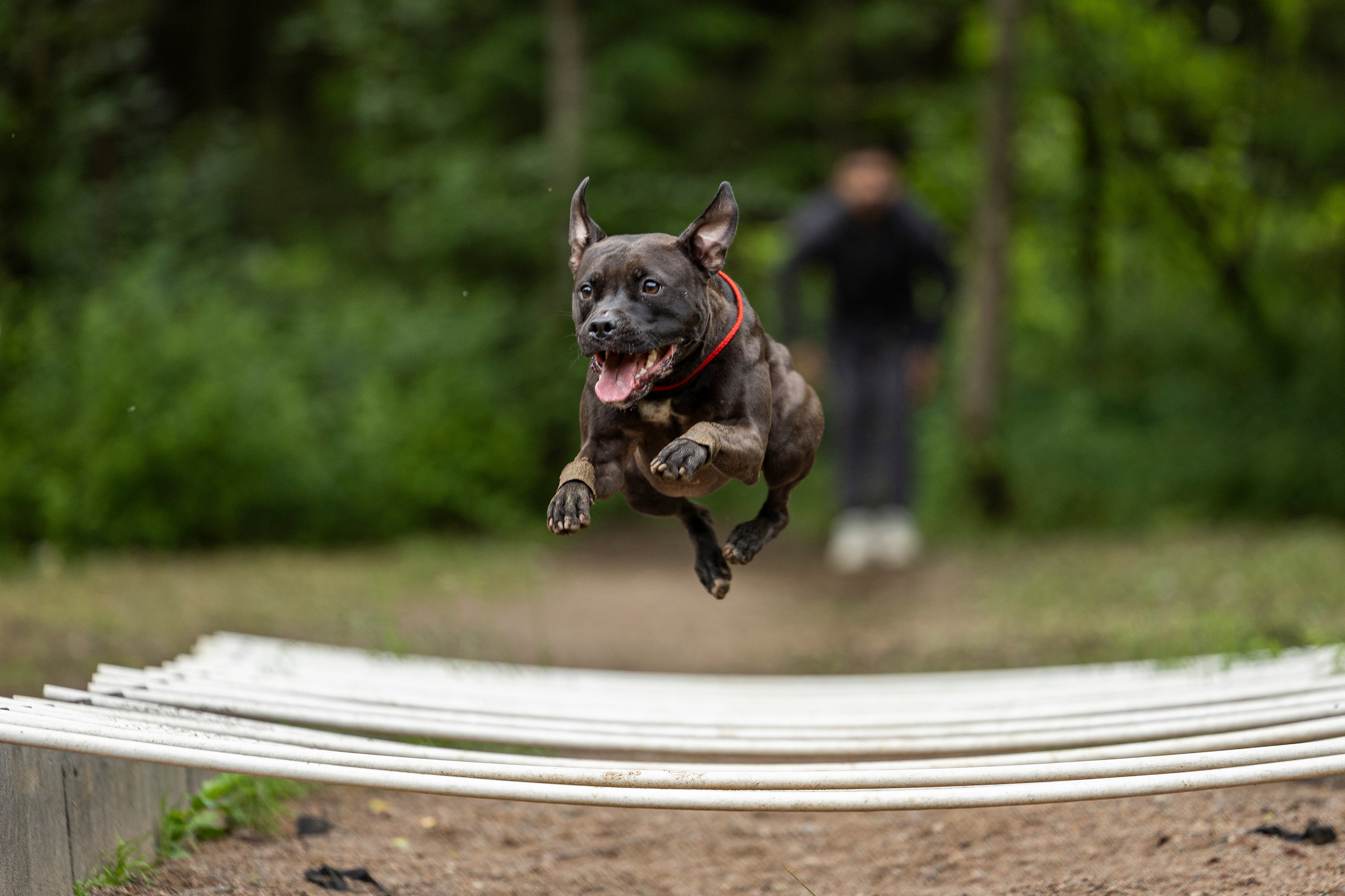 Пит-стафф многоборье. Фотограф-анималист Анна Маринич