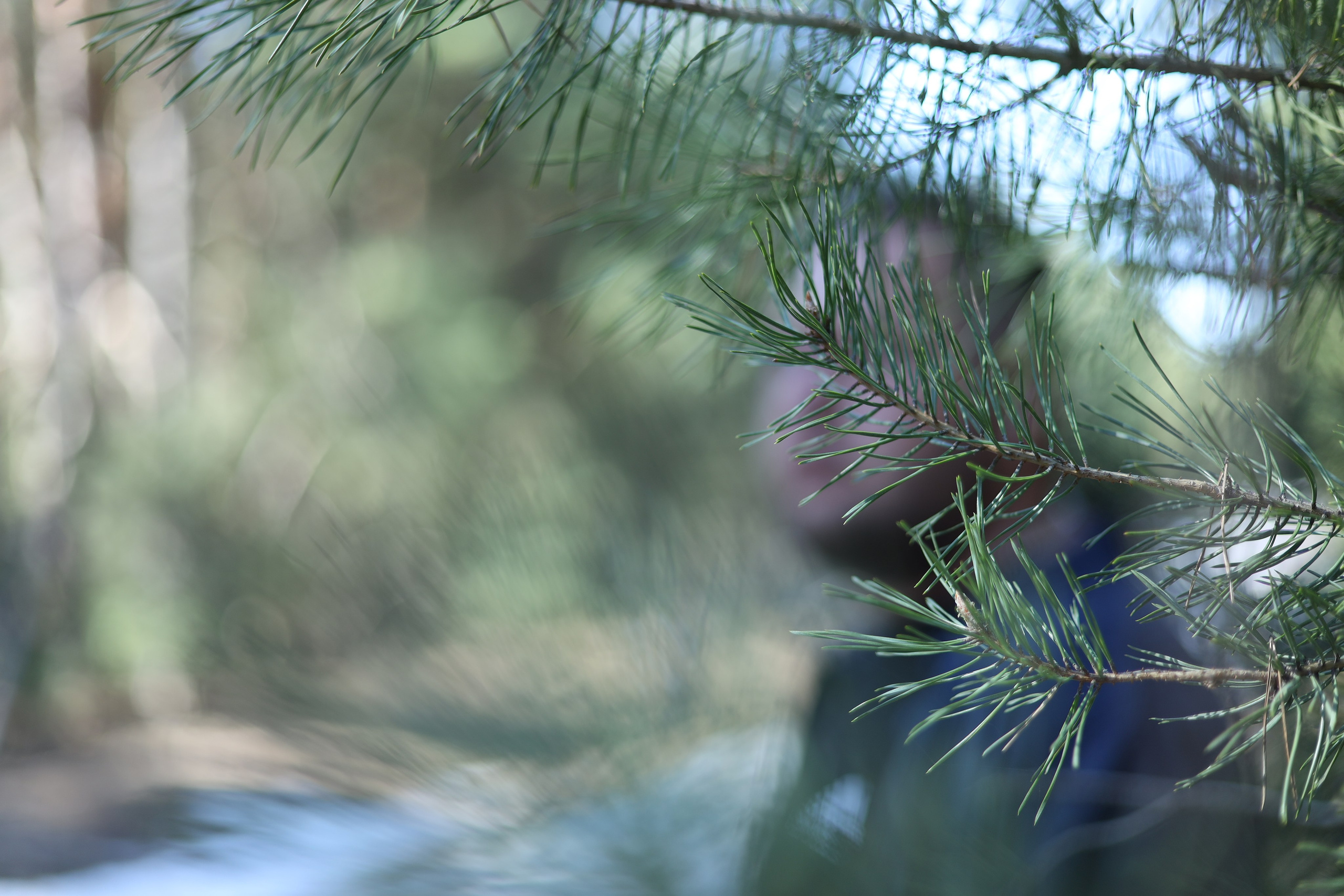 Фотосессия в лесу. Семейный и детский фотограф в Борисоглебске Мила Ларина