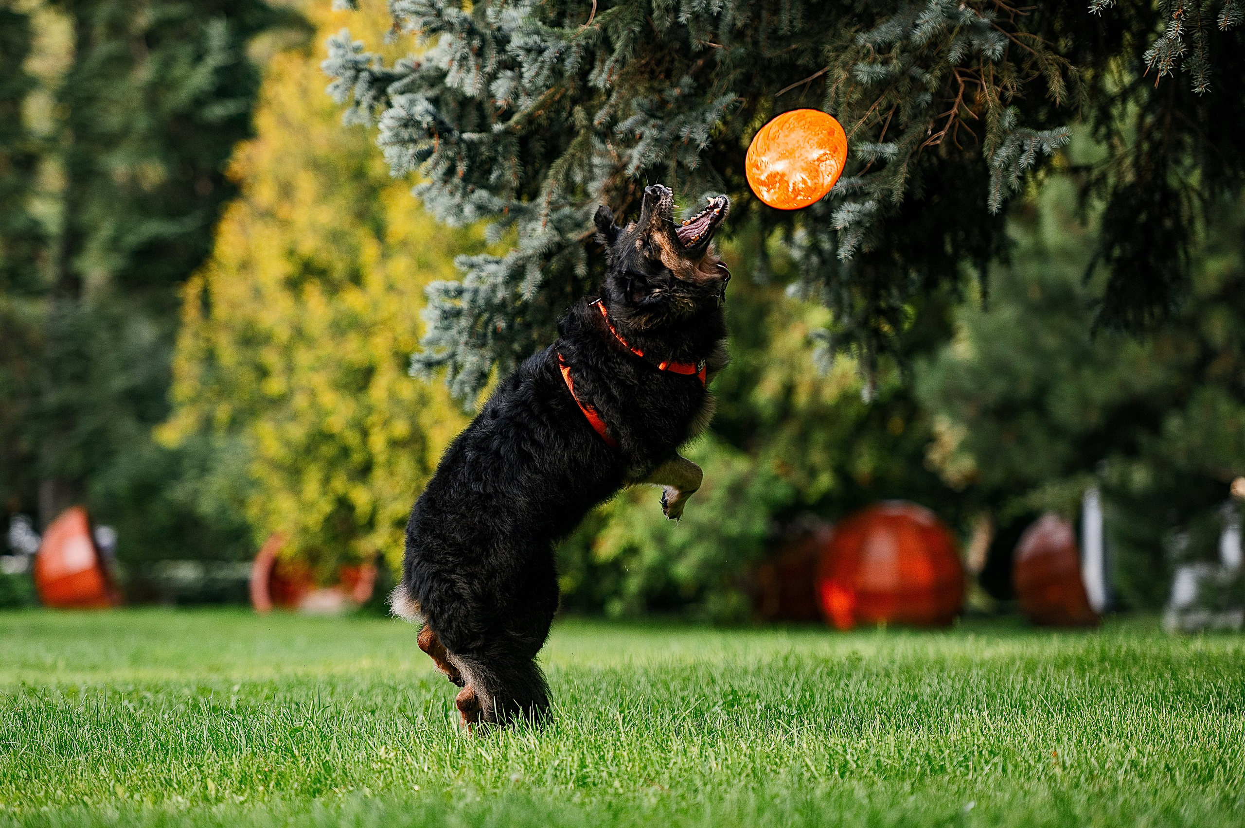 Алиса на ВДНХ. Фотограф-анималист