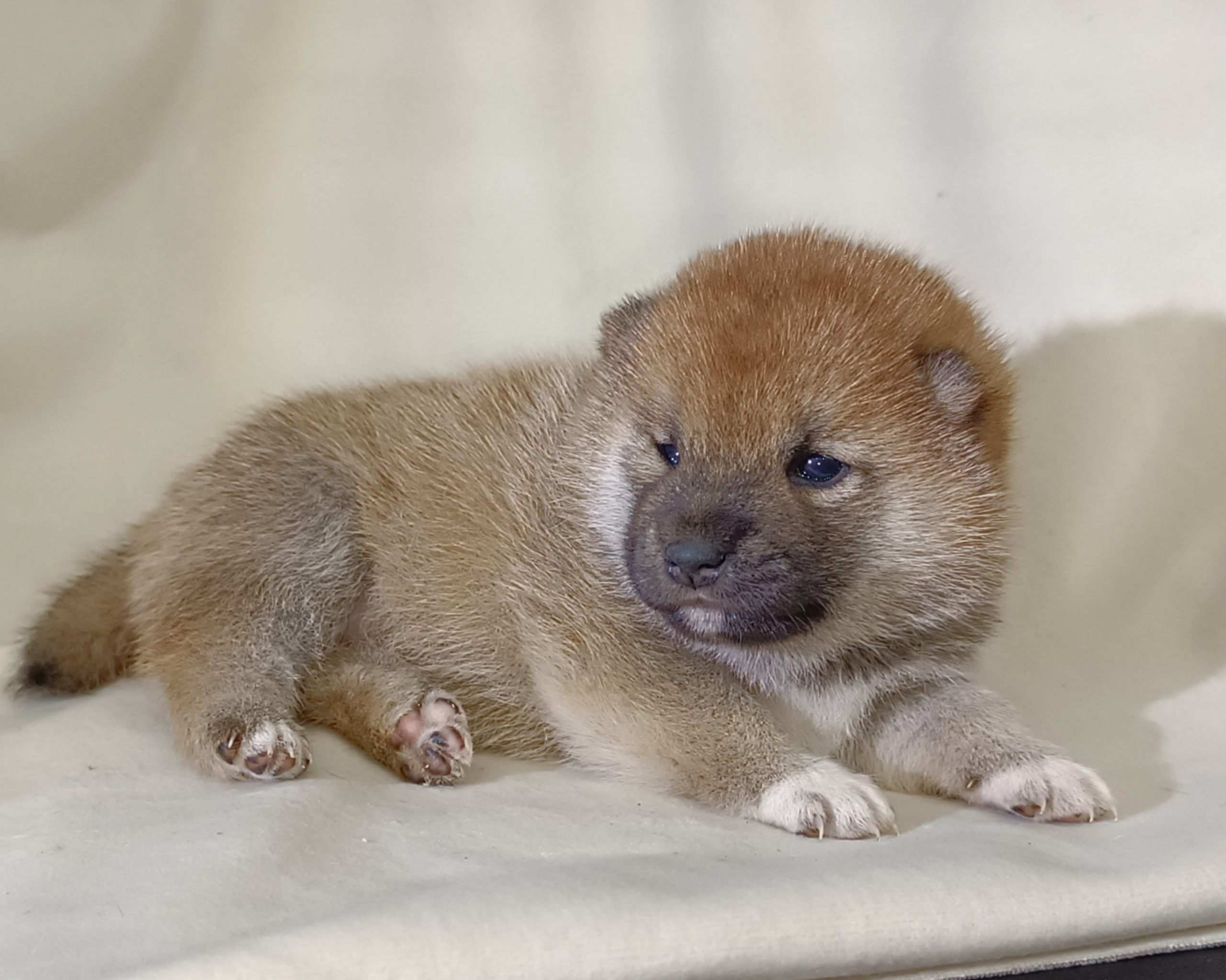 сиба питомник Рубилайт щенки на продажу rubylight  сиба щенки купить СПб Санкт-Петербург 