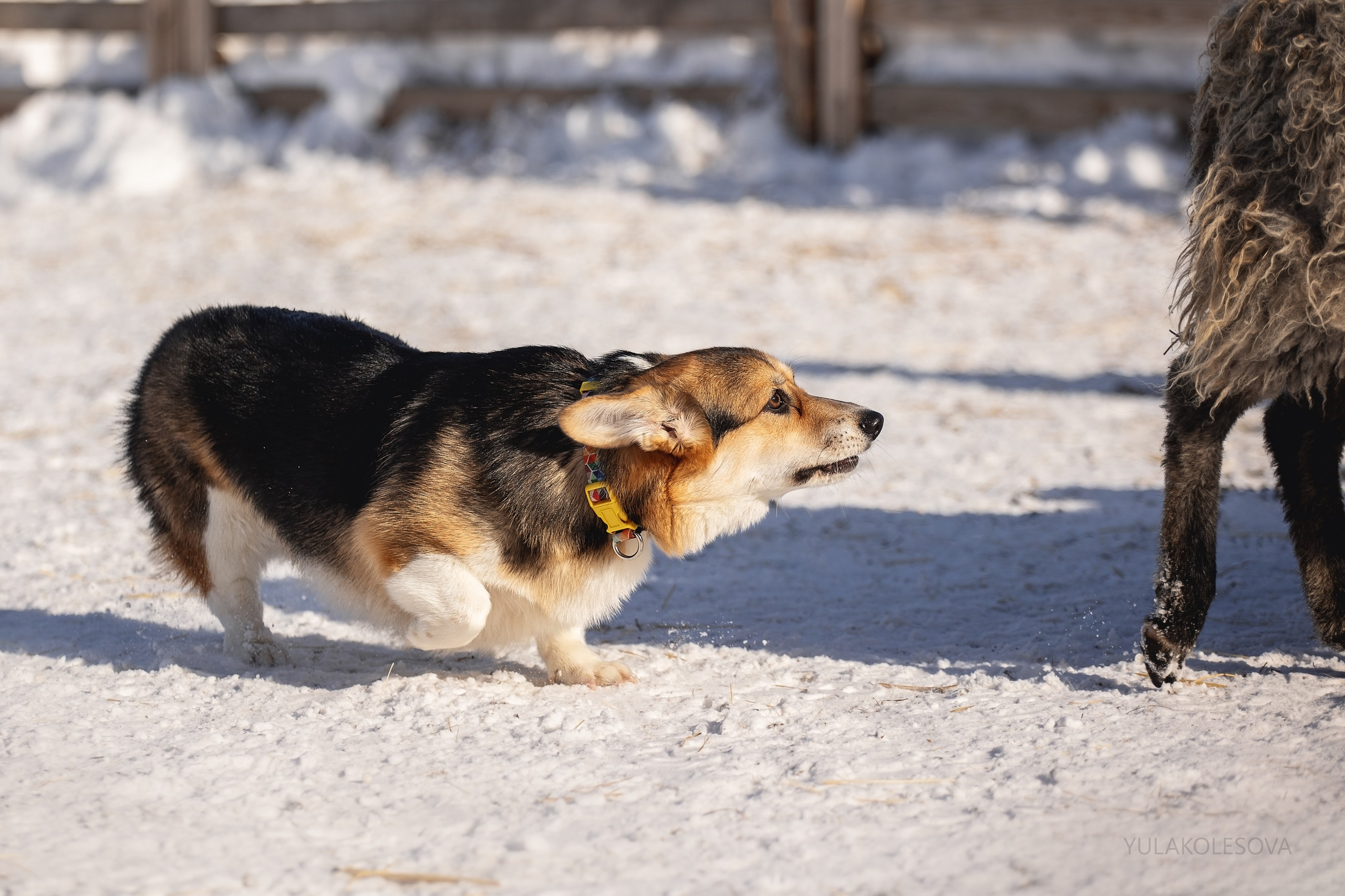 Коргитуса 2.03.2024. YULA KOLESOVA | Фотограф — Анималист | Художник | Тюмень